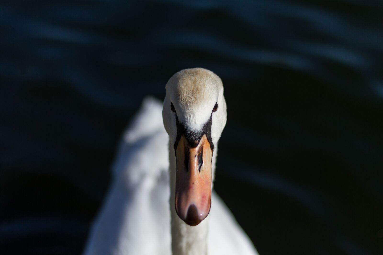 Canon EOS 7D + Canon EF 50mm F1.8 STM sample photo. Bird, nature, waters photography