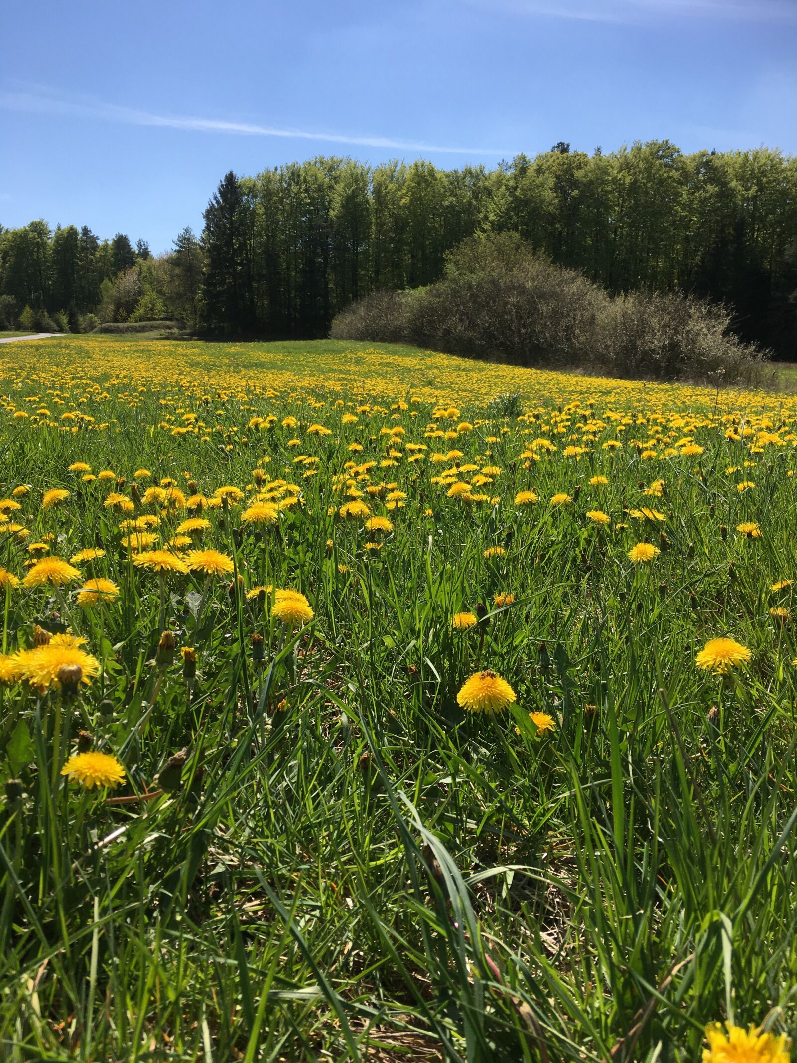iPhone 6s back camera 4.15mm f/2.2 sample photo. Field, dandelion, nature photography
