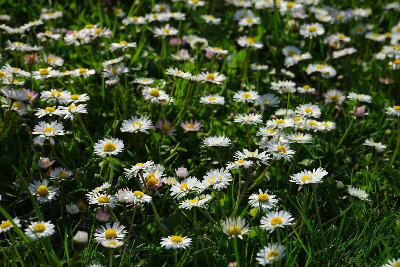Sony a7 sample photo. Daisy, flower, blossom photography