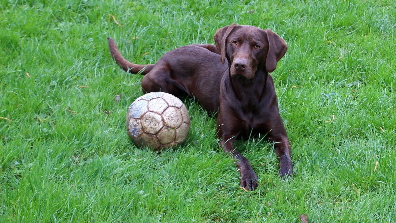 Canon EOS 600D (Rebel EOS T3i / EOS Kiss X5) sample photo. Grass, dog, animal photography