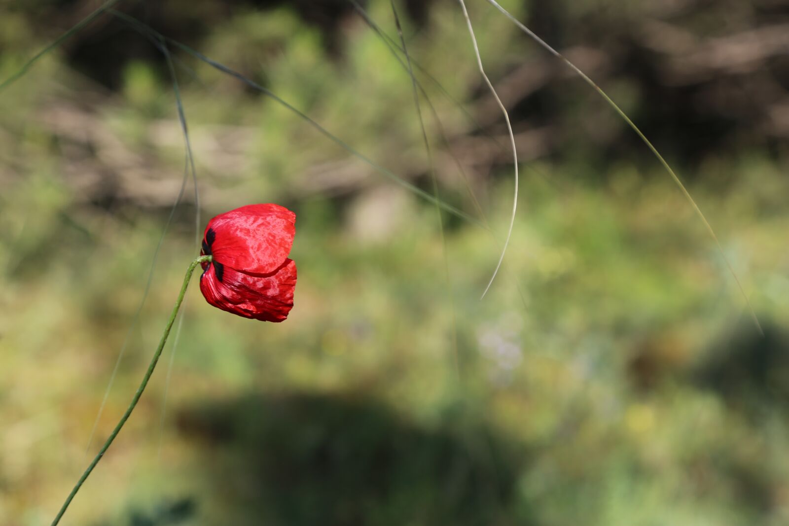 Canon EF 24-105mm F4L IS USM sample photo. Flower, plant, nature photography