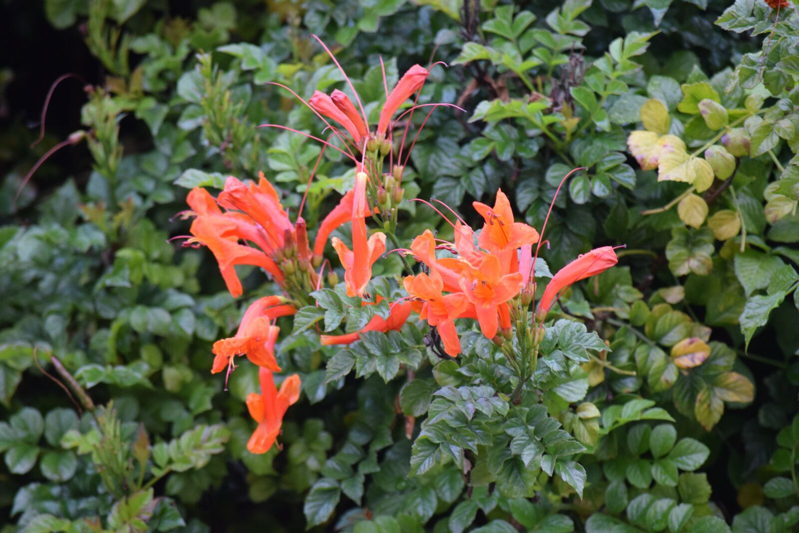 Nikon D3300 sample photo. Flower, garden, blossom photography