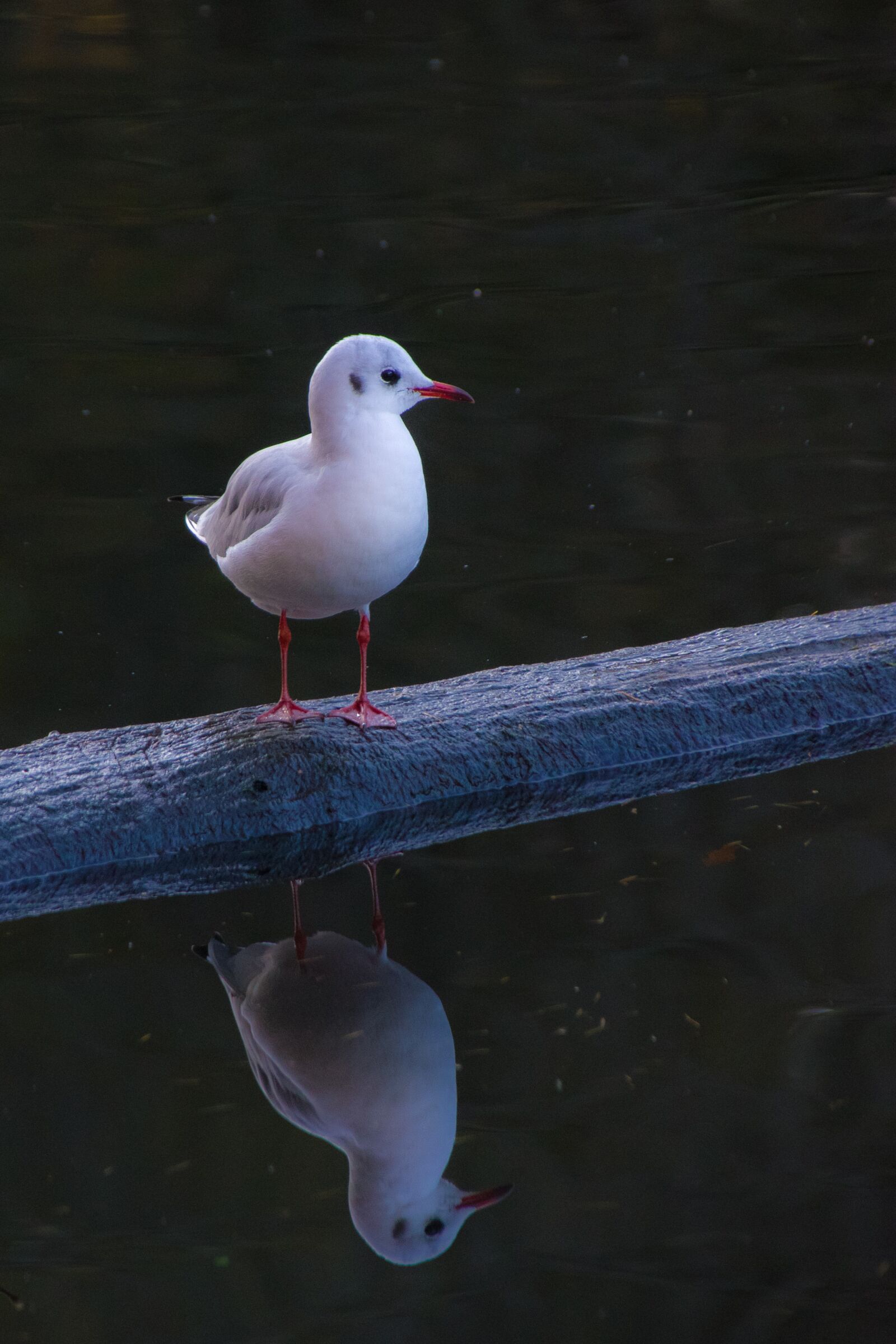 Pentax K-70 sample photo. Seagull, mirroring, water photography