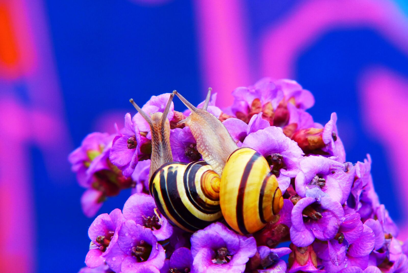 Panasonic Lumix DMC-FZ200 sample photo. Wst yki gajowe, molluscs photography
