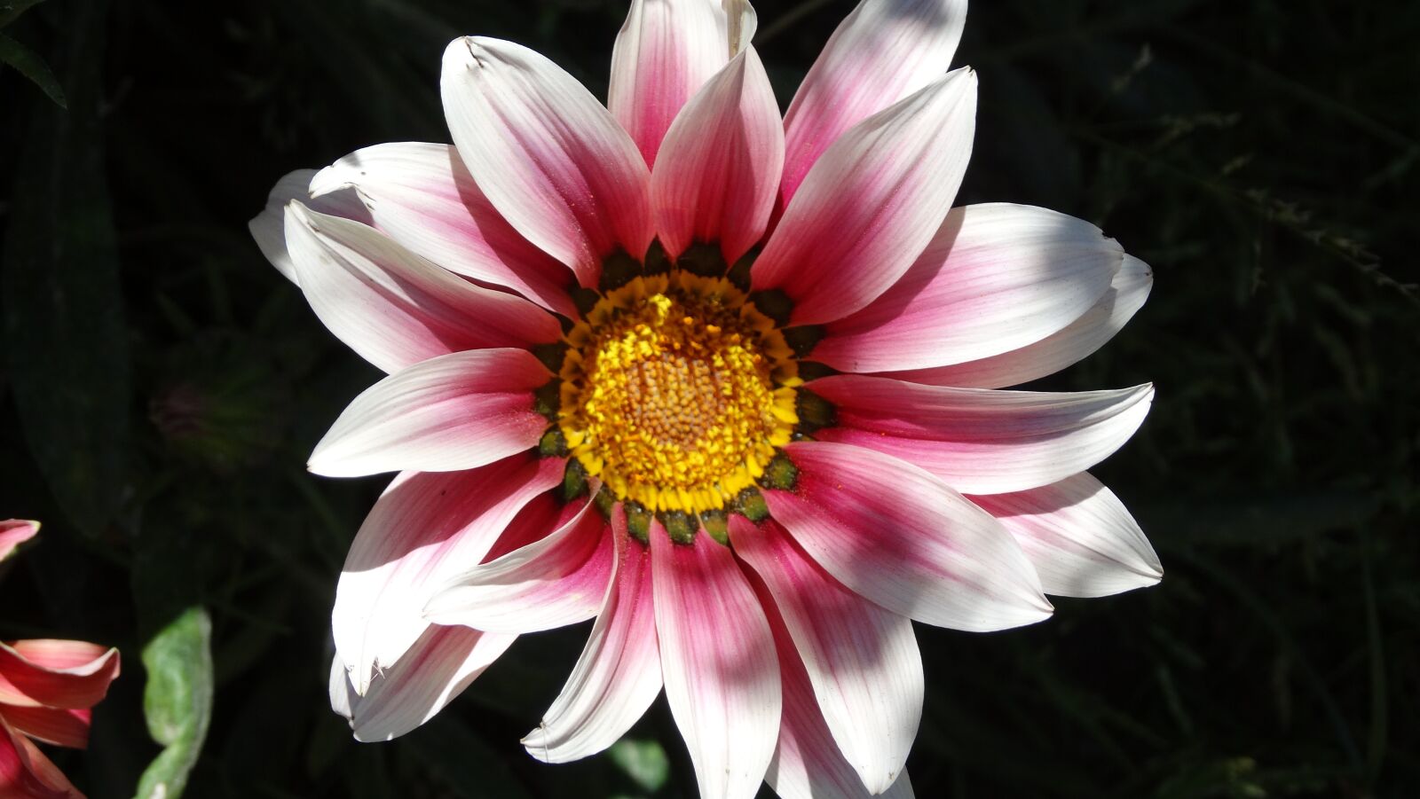 Sony Cyber-shot DSC-HX300 sample photo. Flowers, garden, spring photography
