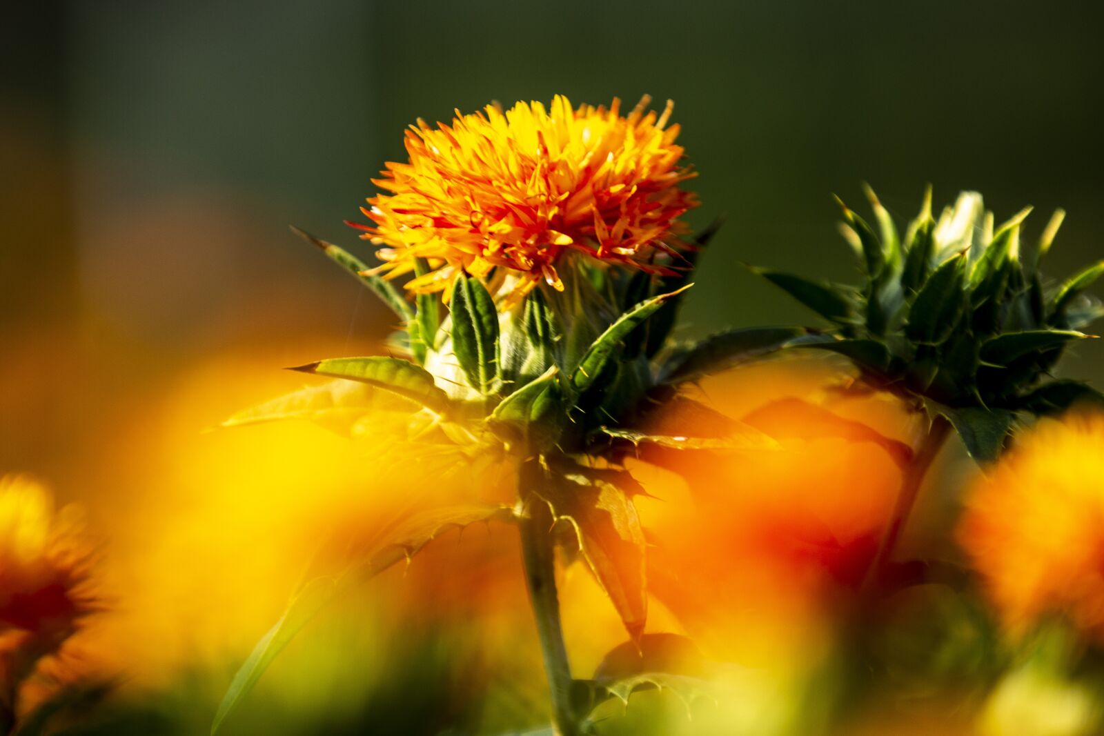 Canon EOS 70D + Canon EF 70-300mm F4-5.6L IS USM sample photo. Safflower, red, flower photography