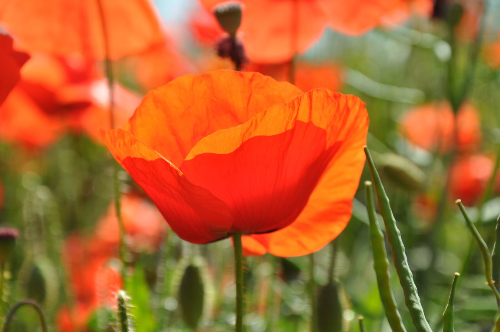 Nikon D90 sample photo. Flowers, poppy, nature photography