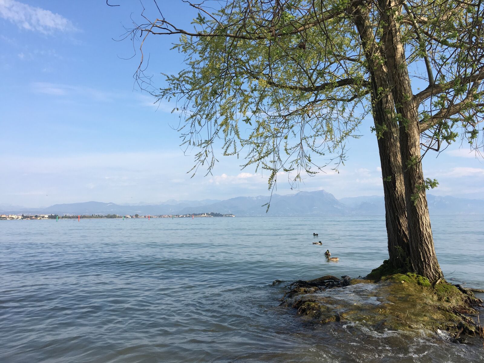 Apple iPhone 6s sample photo. Tree, lake, sirmione photography