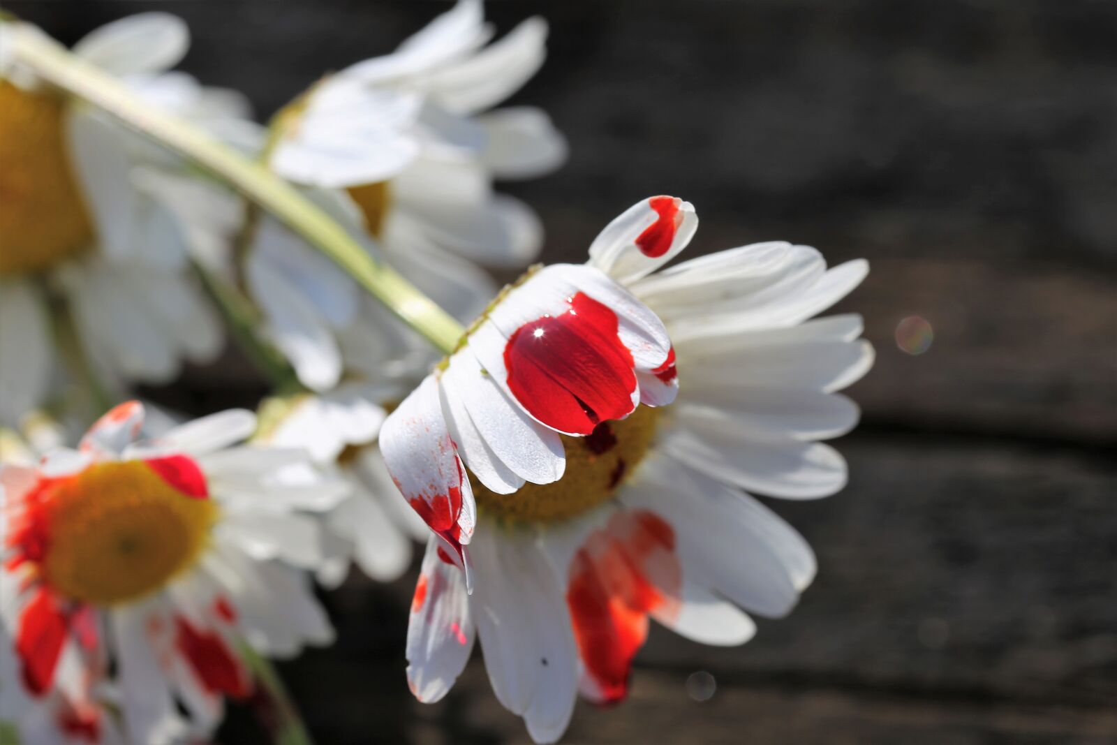 Canon EOS 6D + Canon EF 100mm F2.8 Macro USM sample photo. Stop youth suicide, blood photography