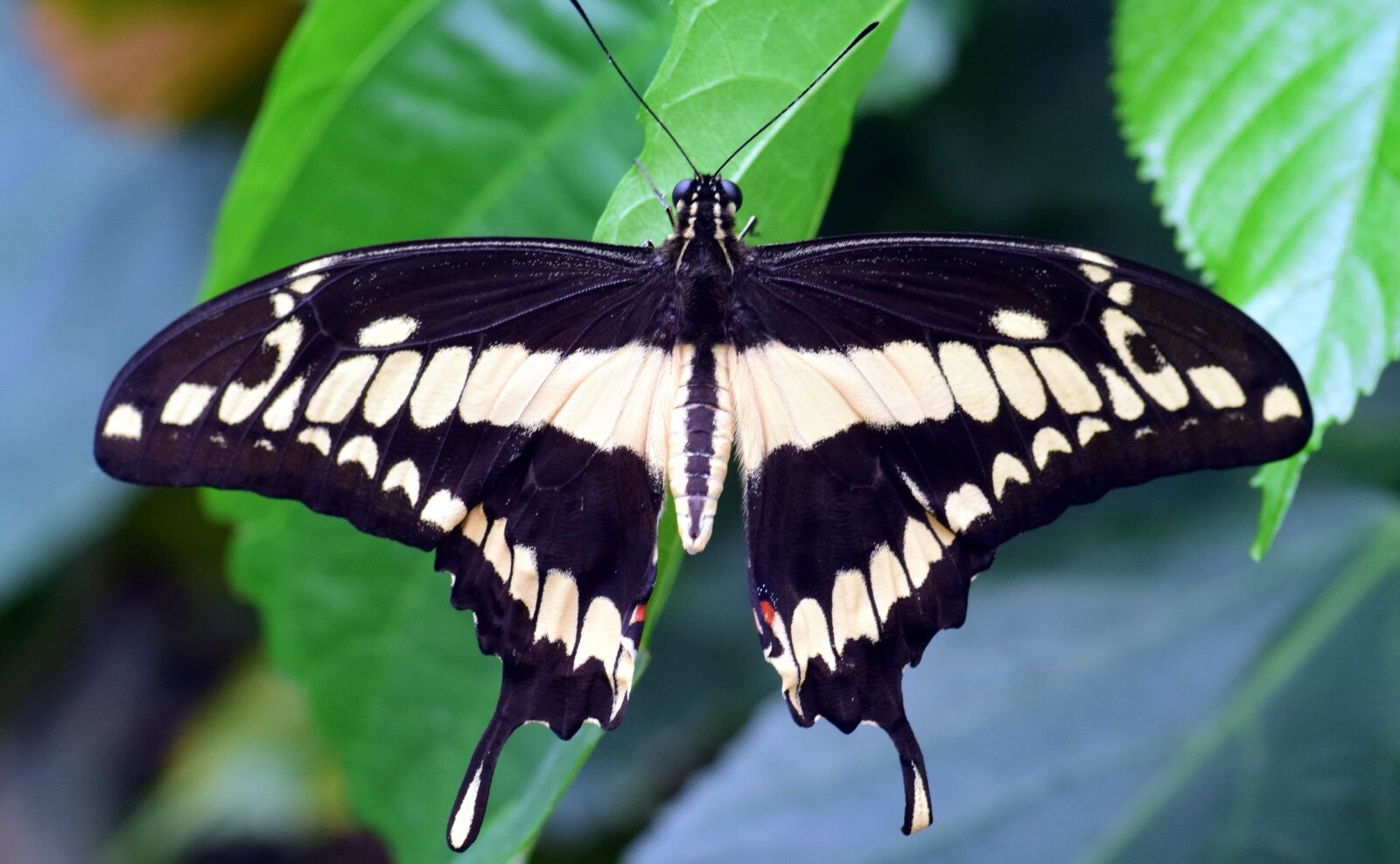 Nikon D3300 sample photo. Butterfly, macro, wildlife, insect photography
