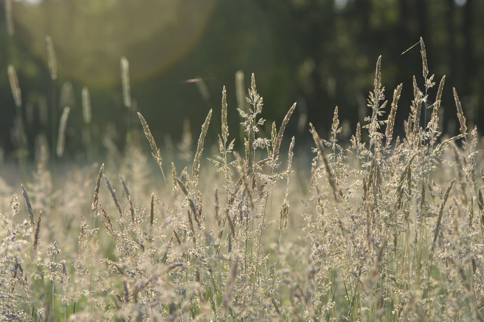 Nikon D7100 sample photo. Grass, summer, meadow photography