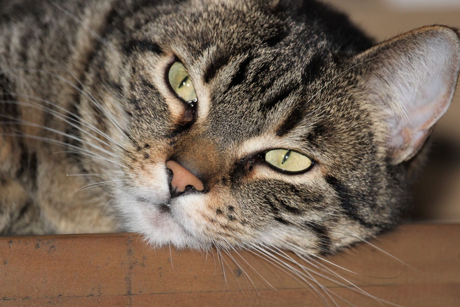 Canon EF-S 55-250mm F4-5.6 IS STM sample photo. Cat, animal, mammal photography
