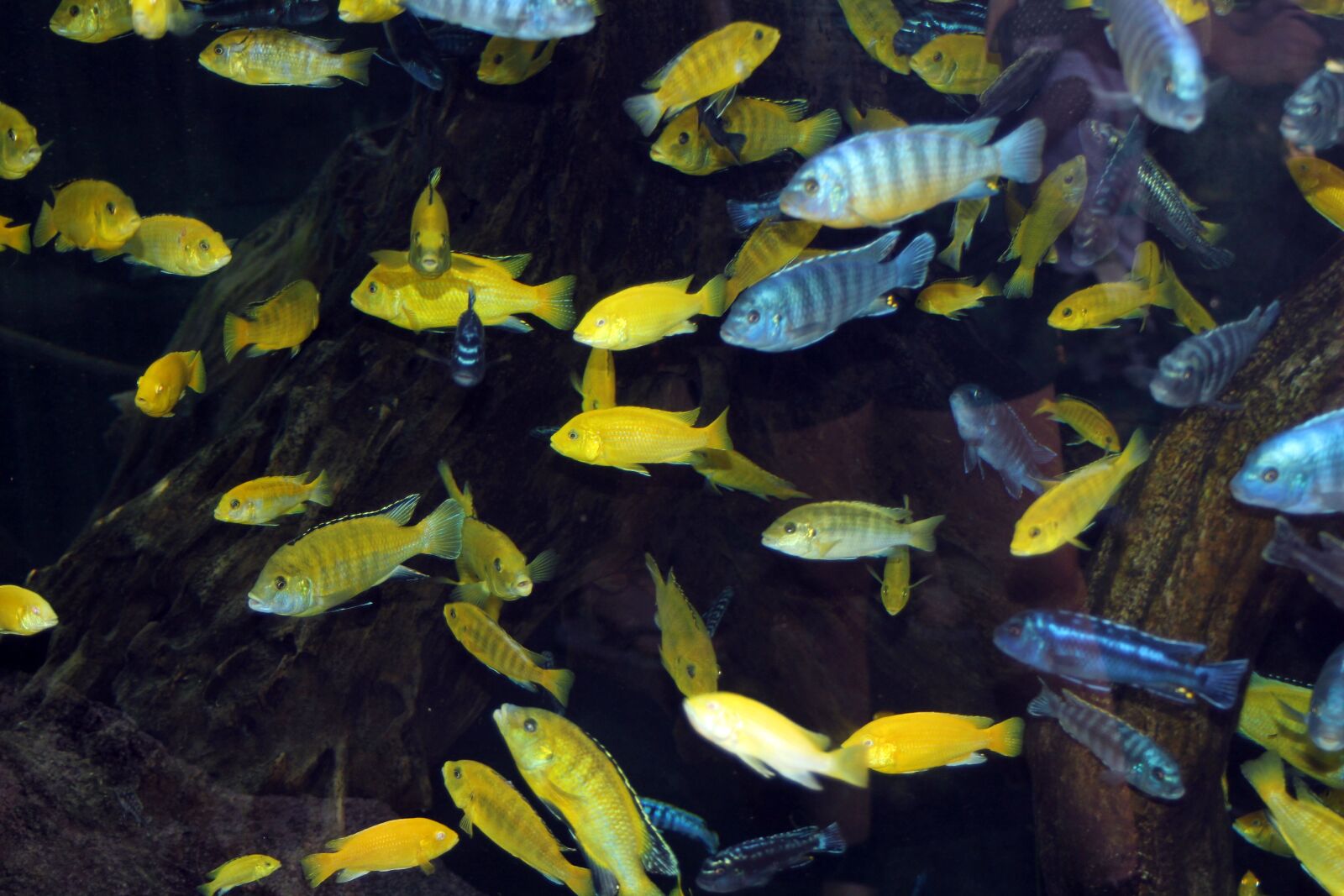 EF35-80mm f/4-5.6 II sample photo. Fish, water, nature photography