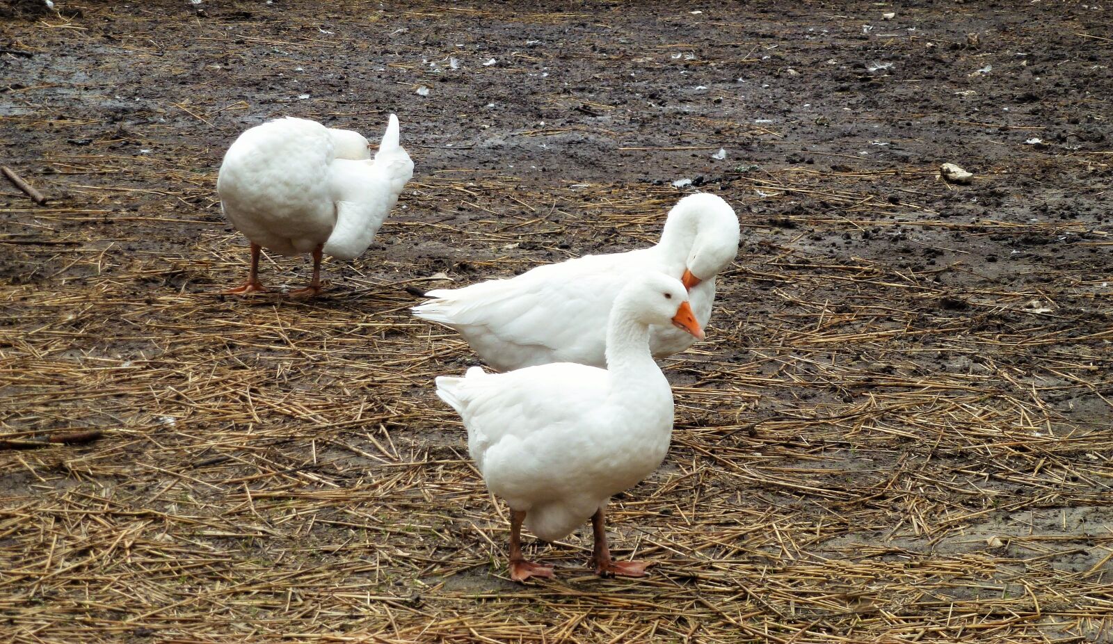 Panasonic Lumix DMC-ZS10 (Lumix DMC-TZ20 / Lumix DMC-TZ22) sample photo. Bird, animal, poultry photography