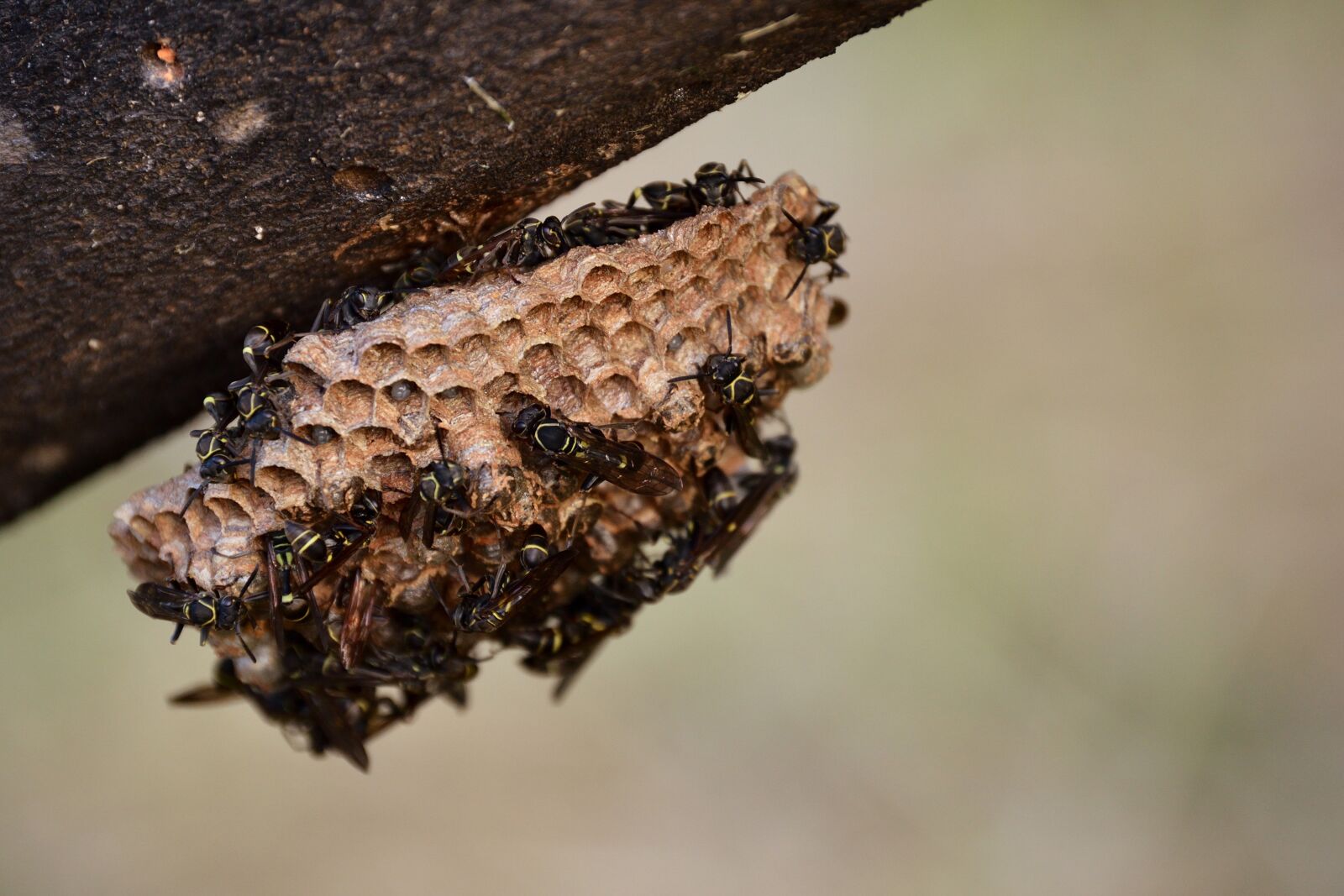 Nikon D3200 sample photo. Sharp, nest, approach photography