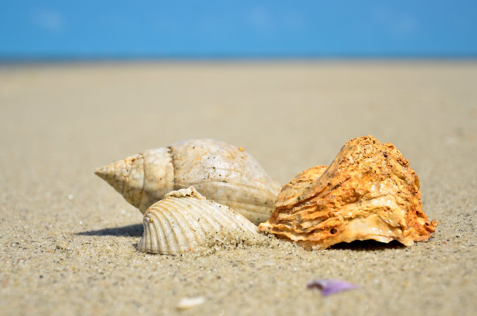 Nikon D7000 sample photo. Sea, shell, ocean photography