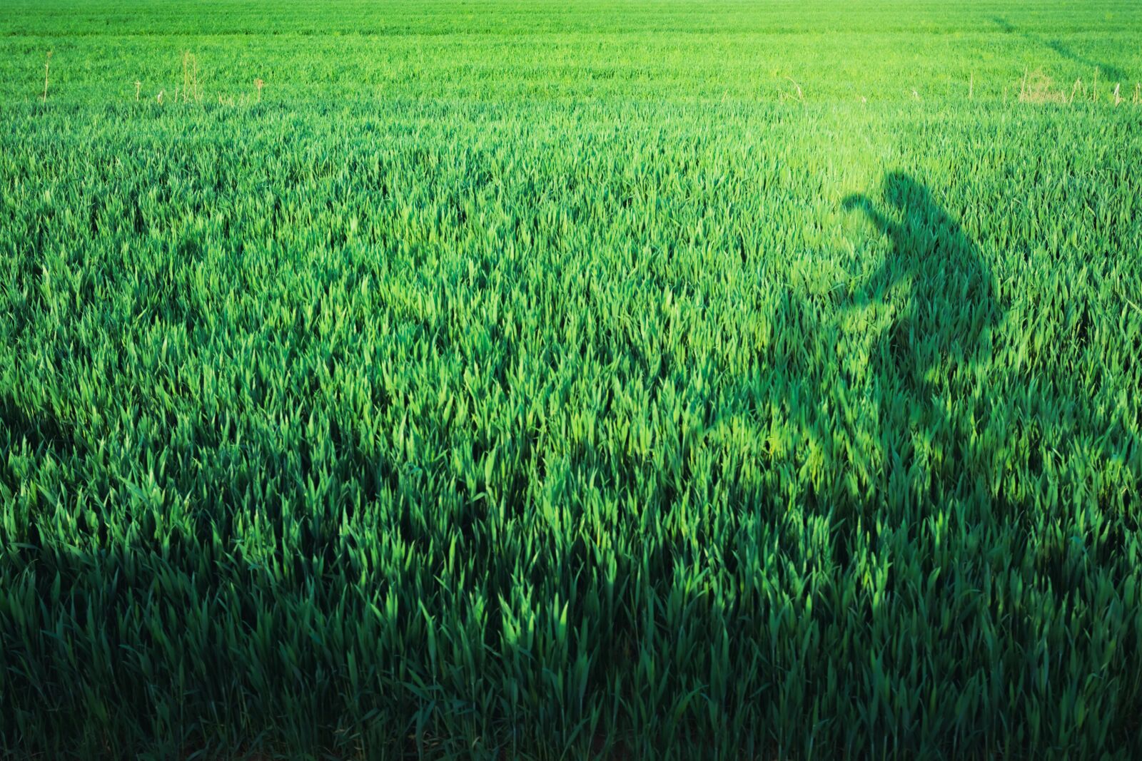Nikon D7200 sample photo. In wheat field, riding photography