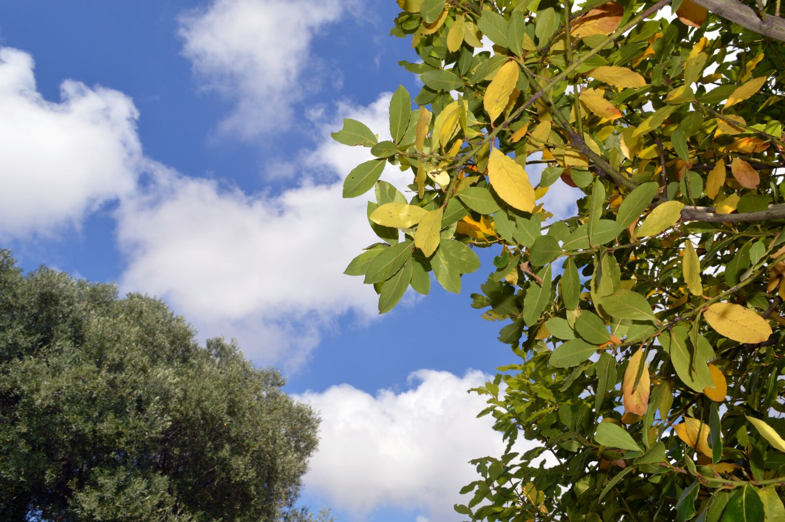 Nikon D3200 sample photo. Laurel, tree, leaf photography