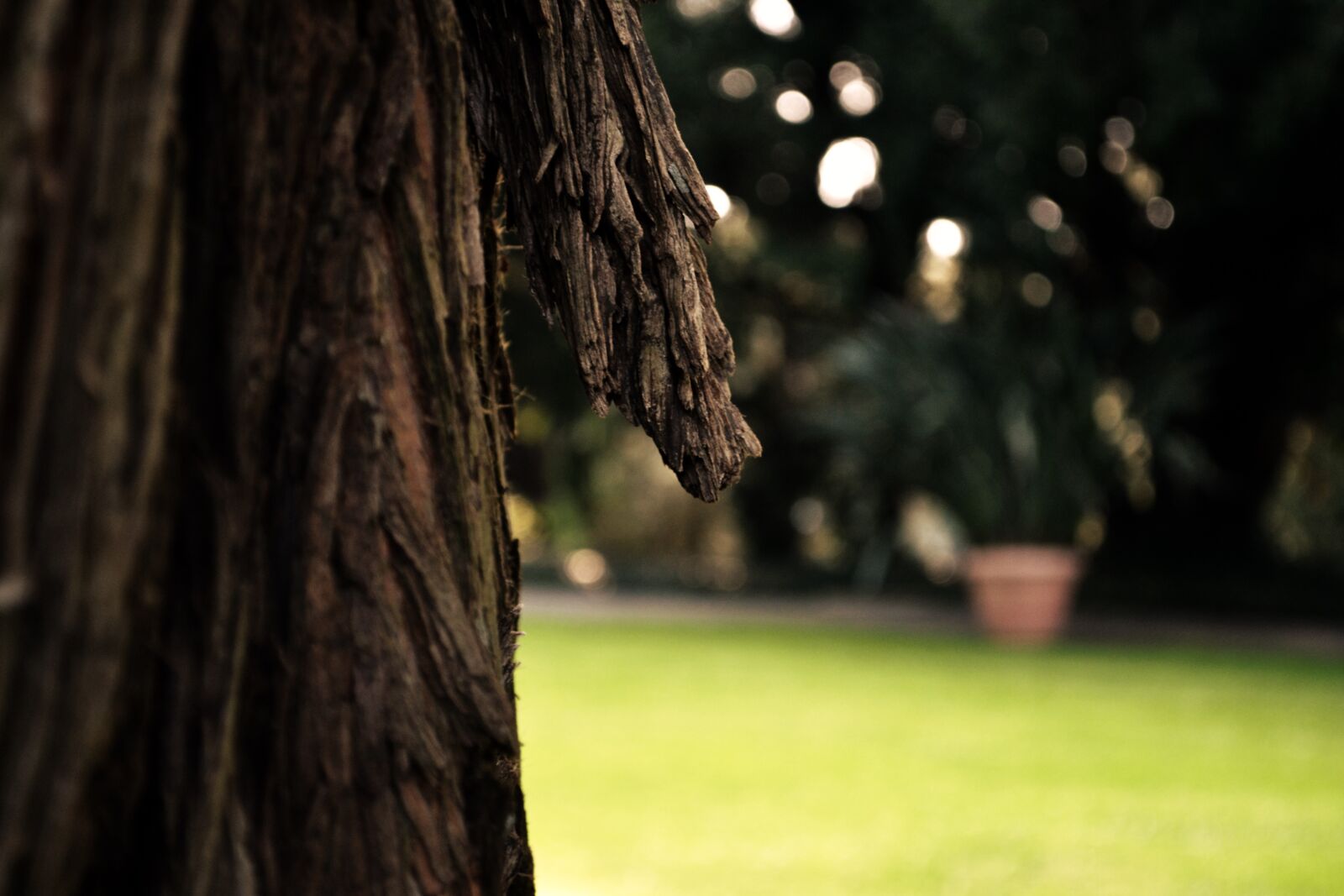 Nikon D3100 sample photo. Bark, tribe, tree photography