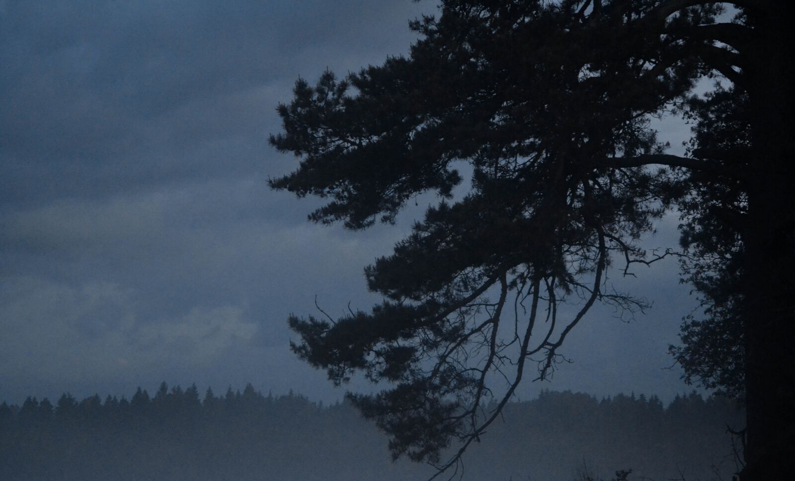 Nikon D3100 sample photo. Nature, tree, forest photography