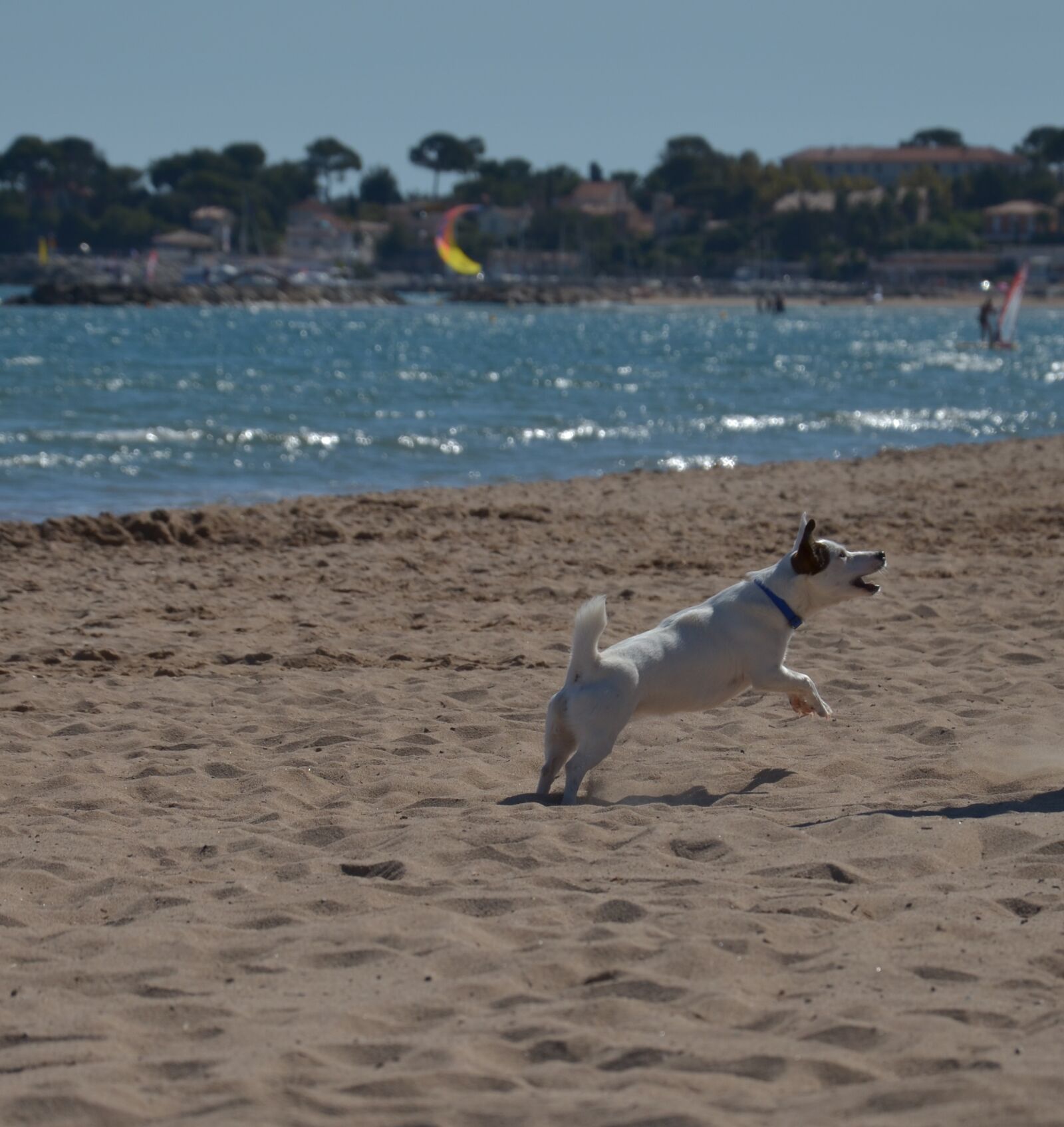 Nikon D5100 sample photo. Dog, animal, pet photography
