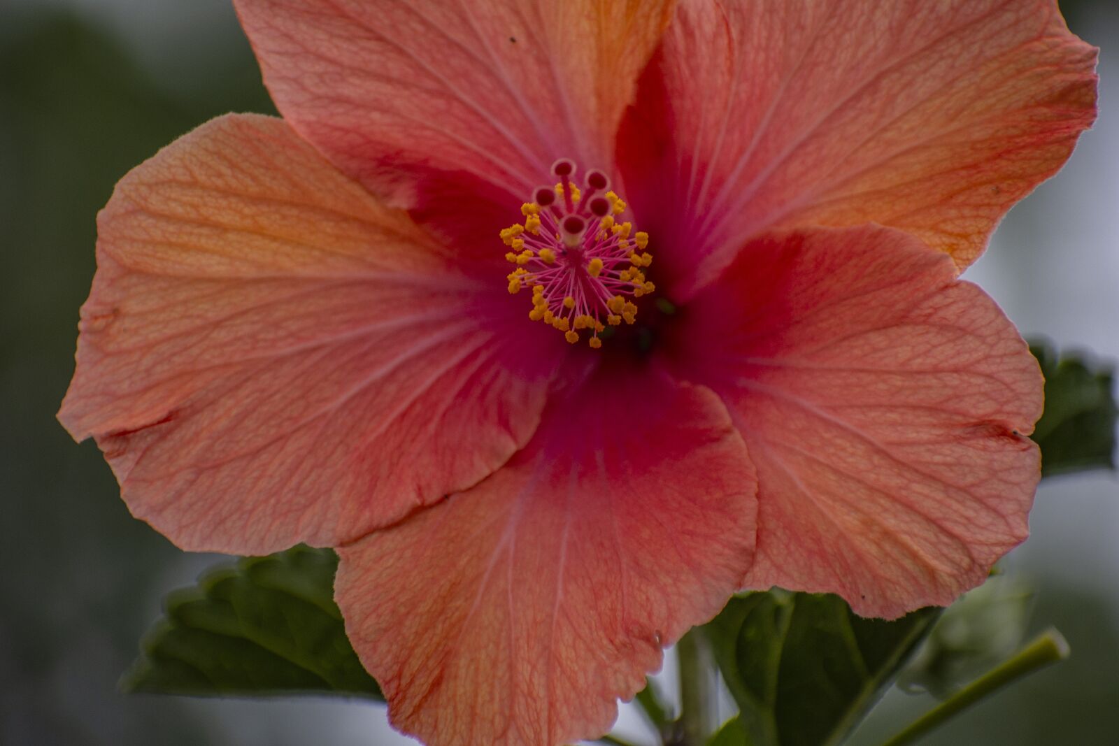 Nikon D600 sample photo. Flower, nature, plant photography