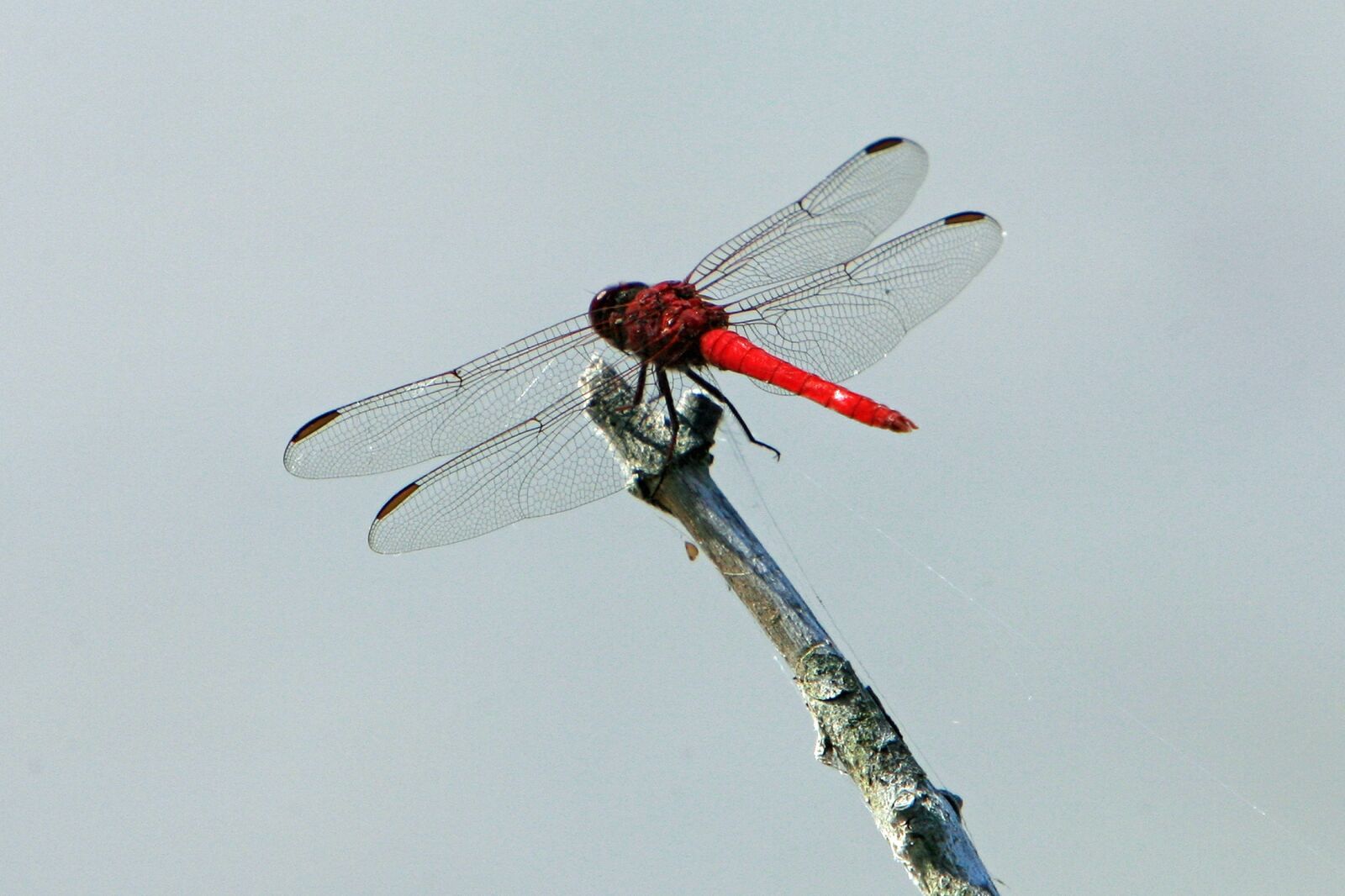 Canon EOS-1D Mark II N sample photo. Dragonfly, insect, common skimmer photography