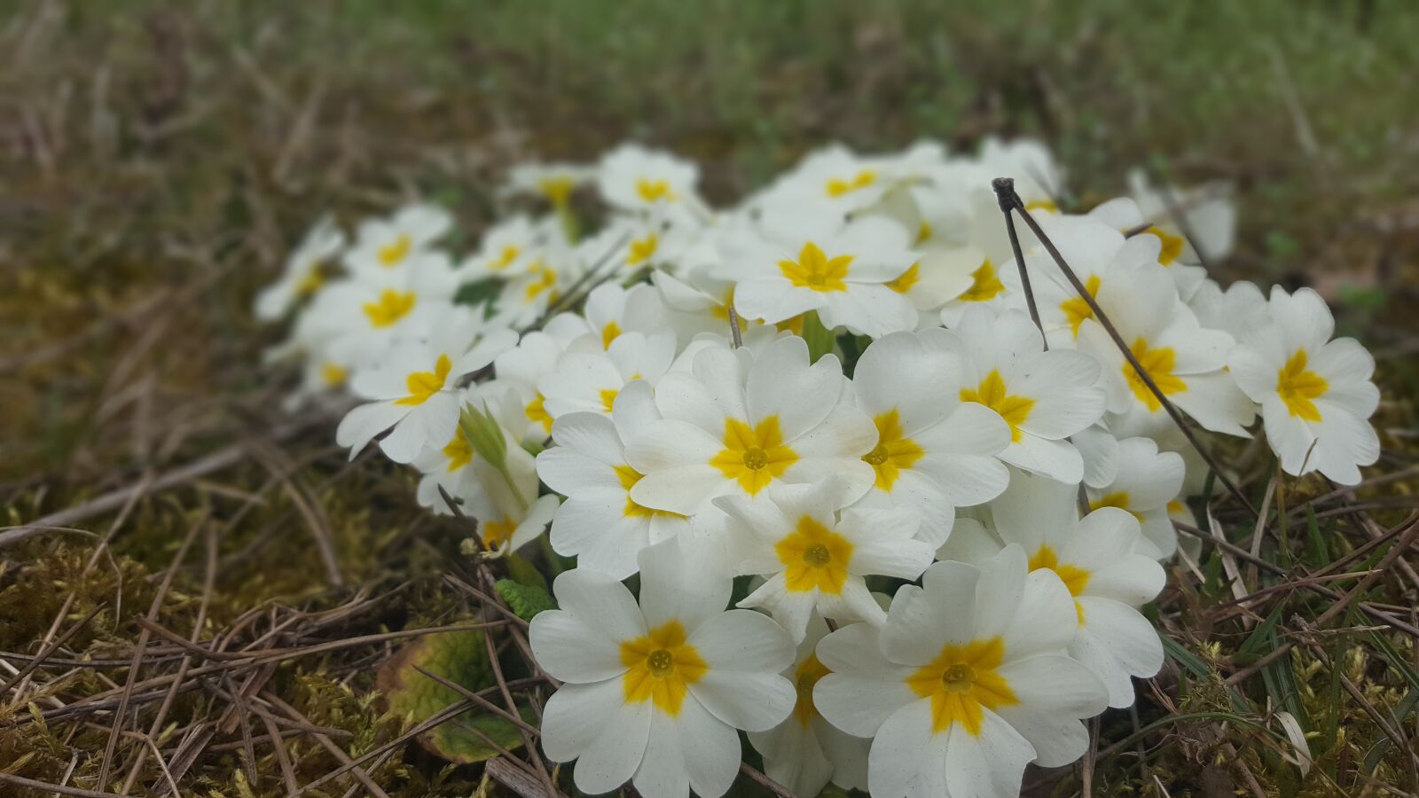 Samsung Galaxy S6 sample photo. Flower, nature, plant photography