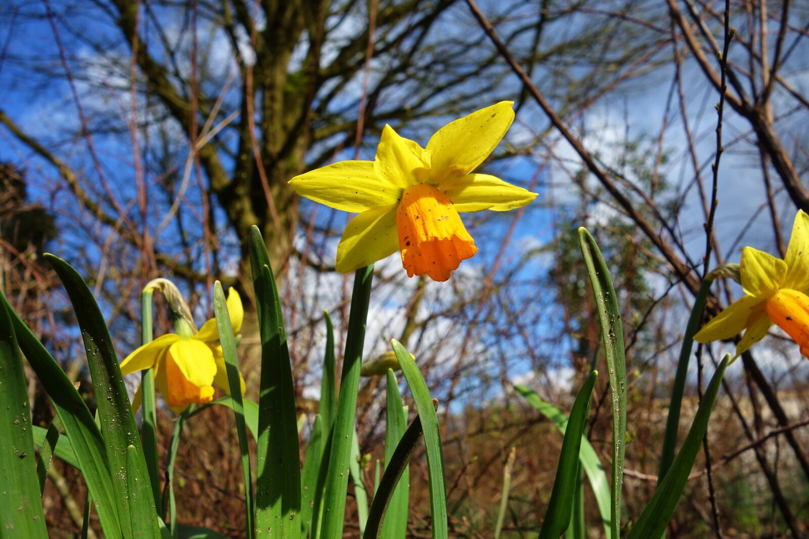 Sony Cyber-shot DSC-RX100 sample photo. Daffodil, flower, plant photography