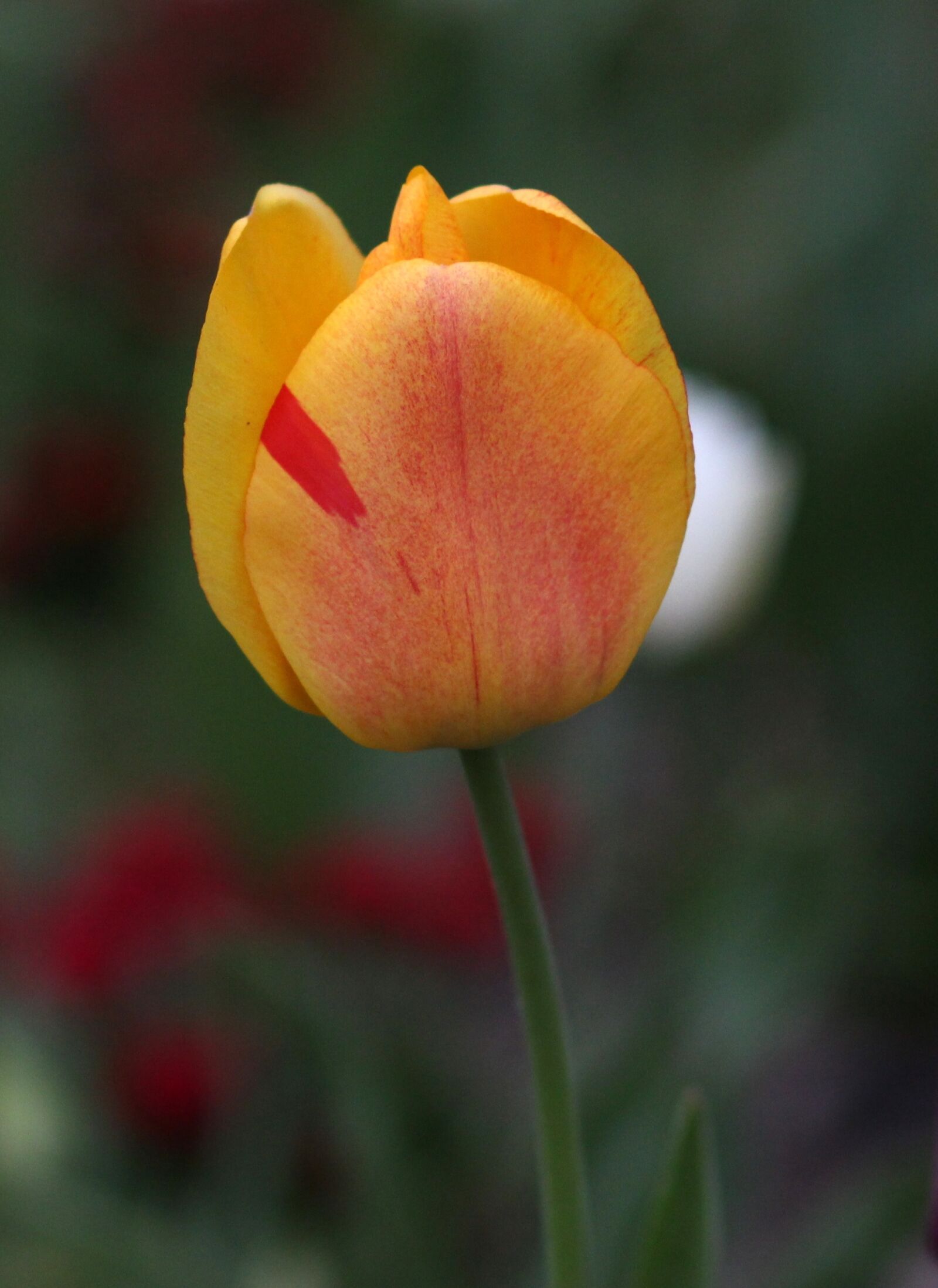 Canon EOS 700D (EOS Rebel T5i / EOS Kiss X7i) + Canon EF 85mm F1.8 USM sample photo. Tulip, yellow, petals photography