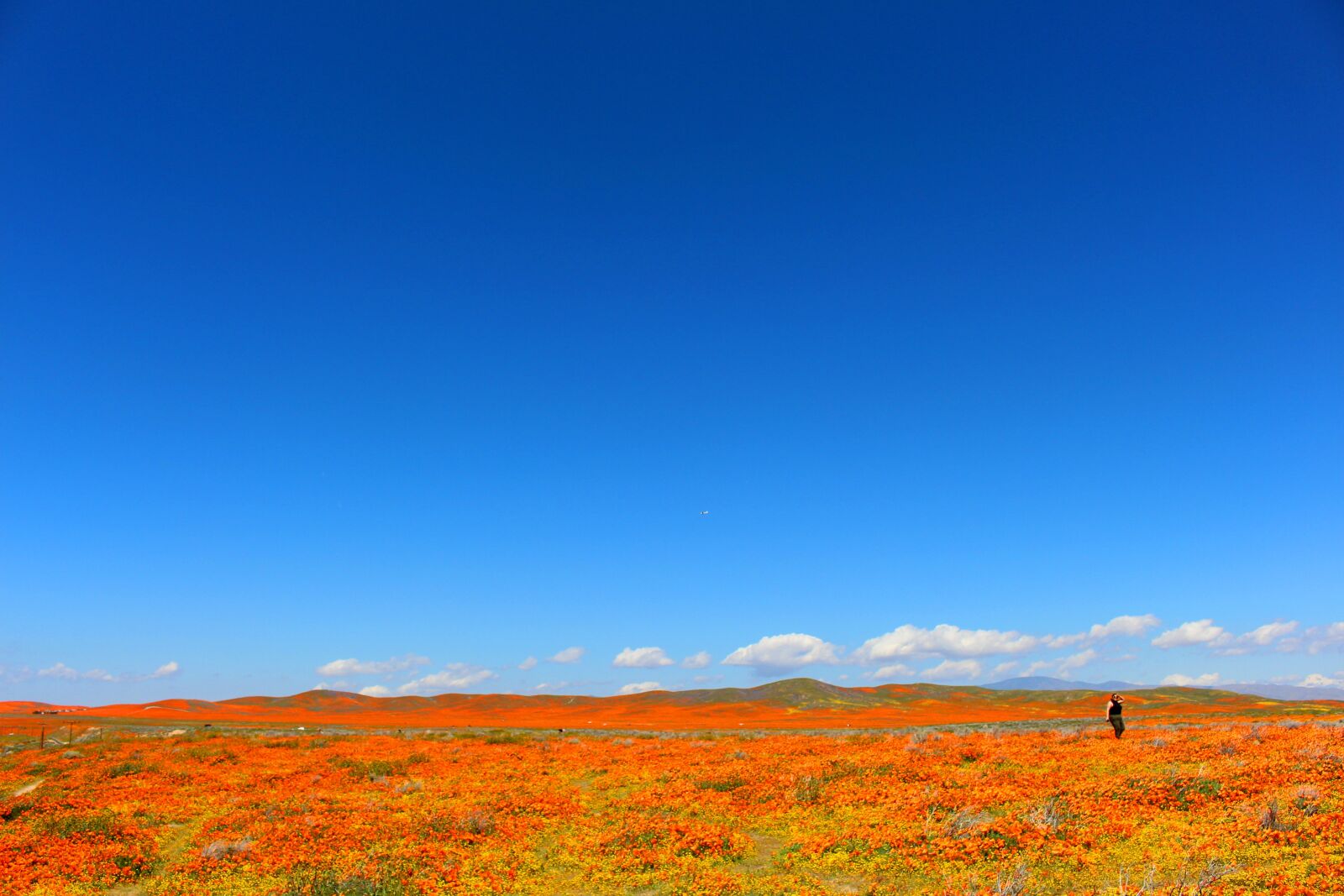 Canon EOS 700D (EOS Rebel T5i / EOS Kiss X7i) sample photo. Superbloom, poppies, california photography
