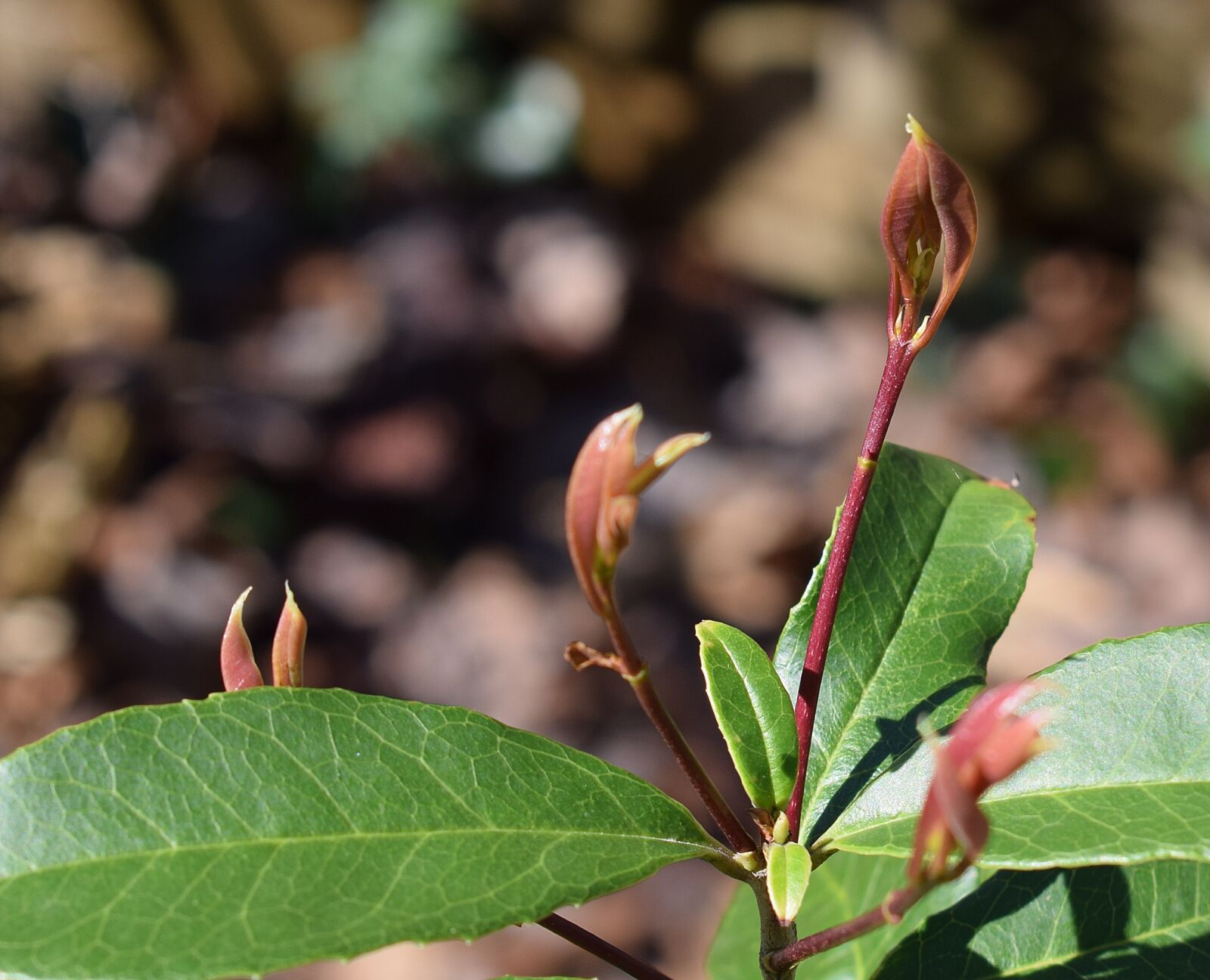 Nikon D3300 sample photo. New sweet olive leaves photography