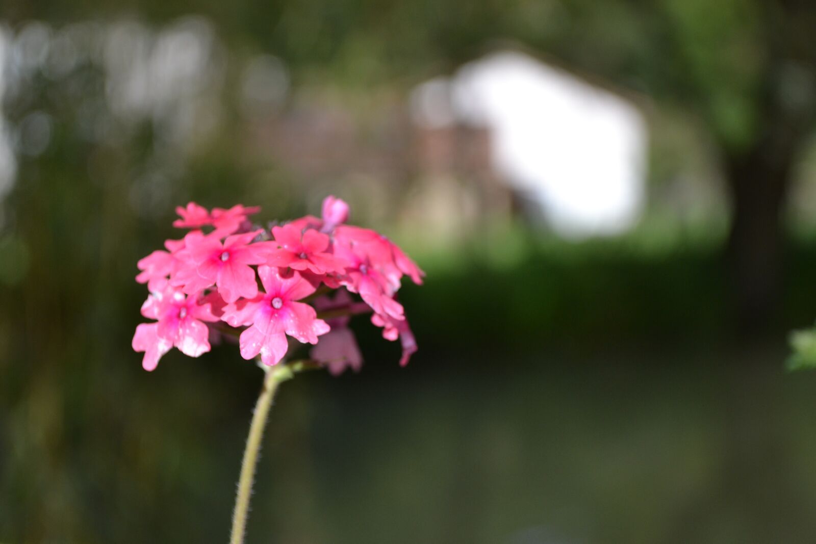 Nikon D3100 sample photo. Flower, bokeh, close-up photography