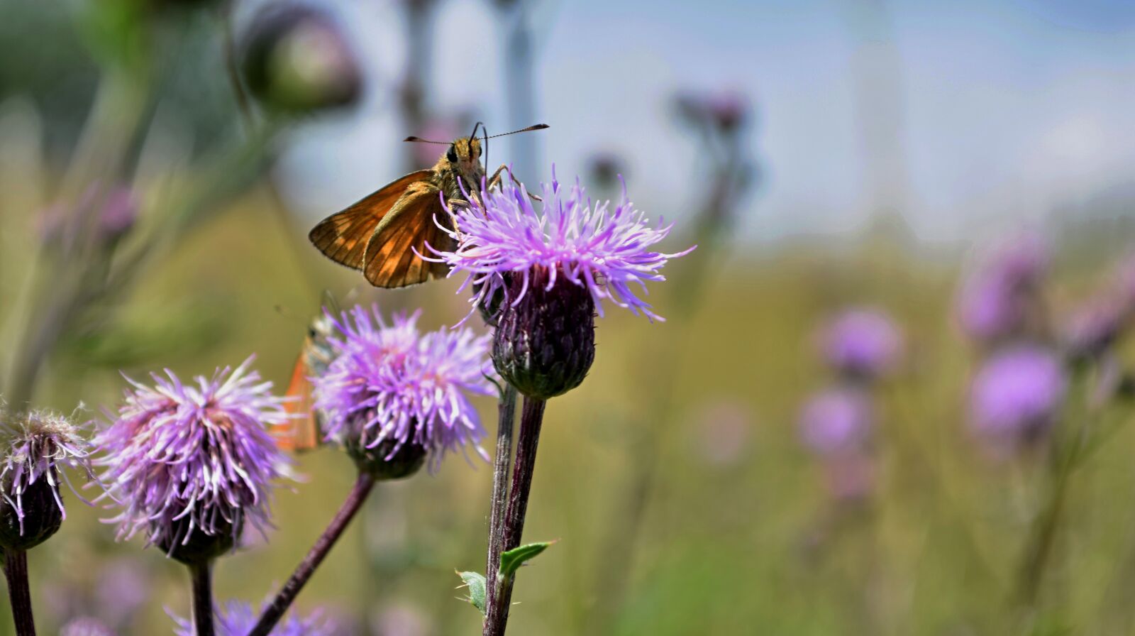 Nikon D5300 sample photo. Insects, butterfly, flower photography