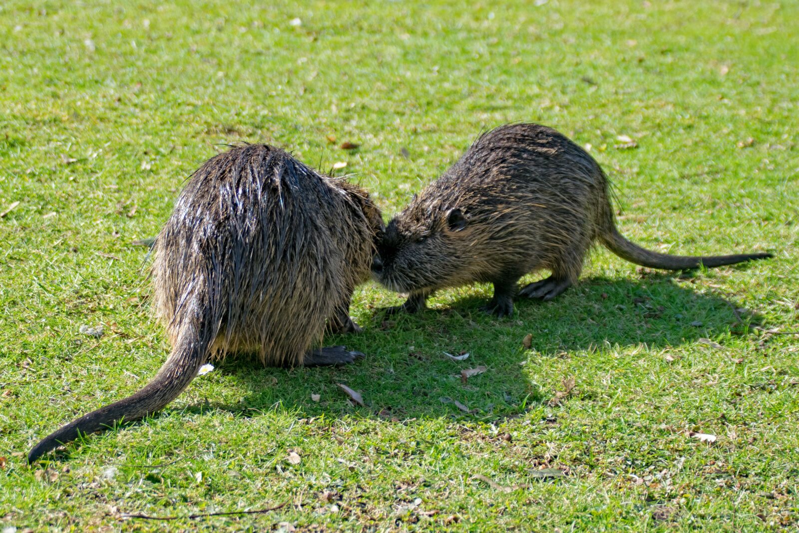 Nikon D5300 sample photo. Rodent, ondatra zibethicus, creature photography