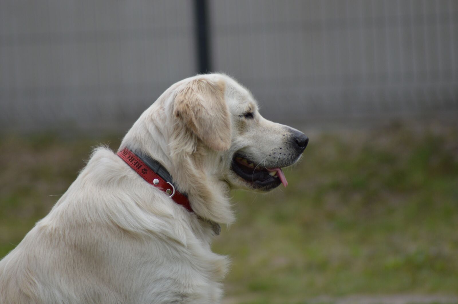 Nikon D3200 sample photo. Bercik, dog, golden retriever photography