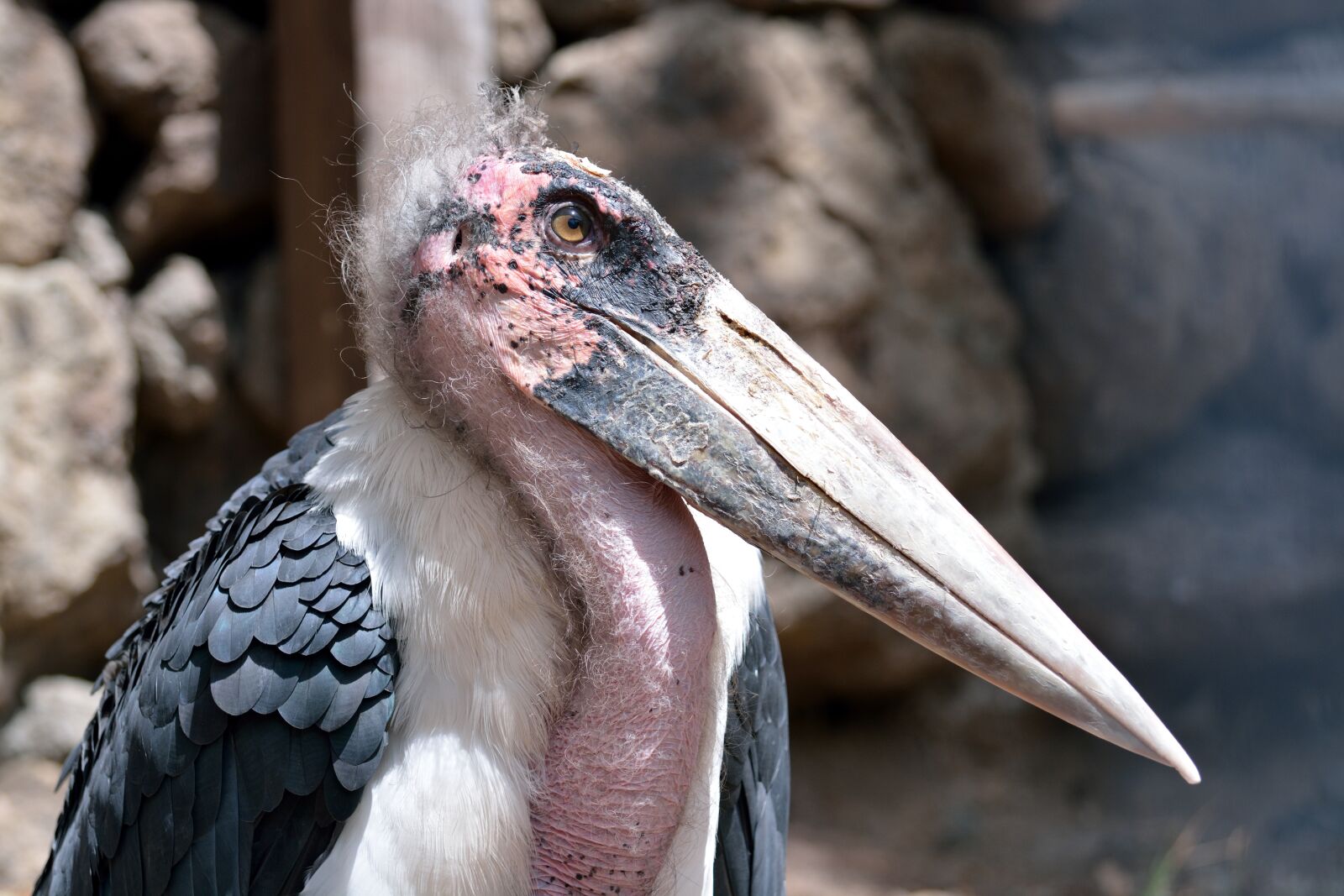 Nikon D7100 sample photo. Marabu, bird, zoo photography