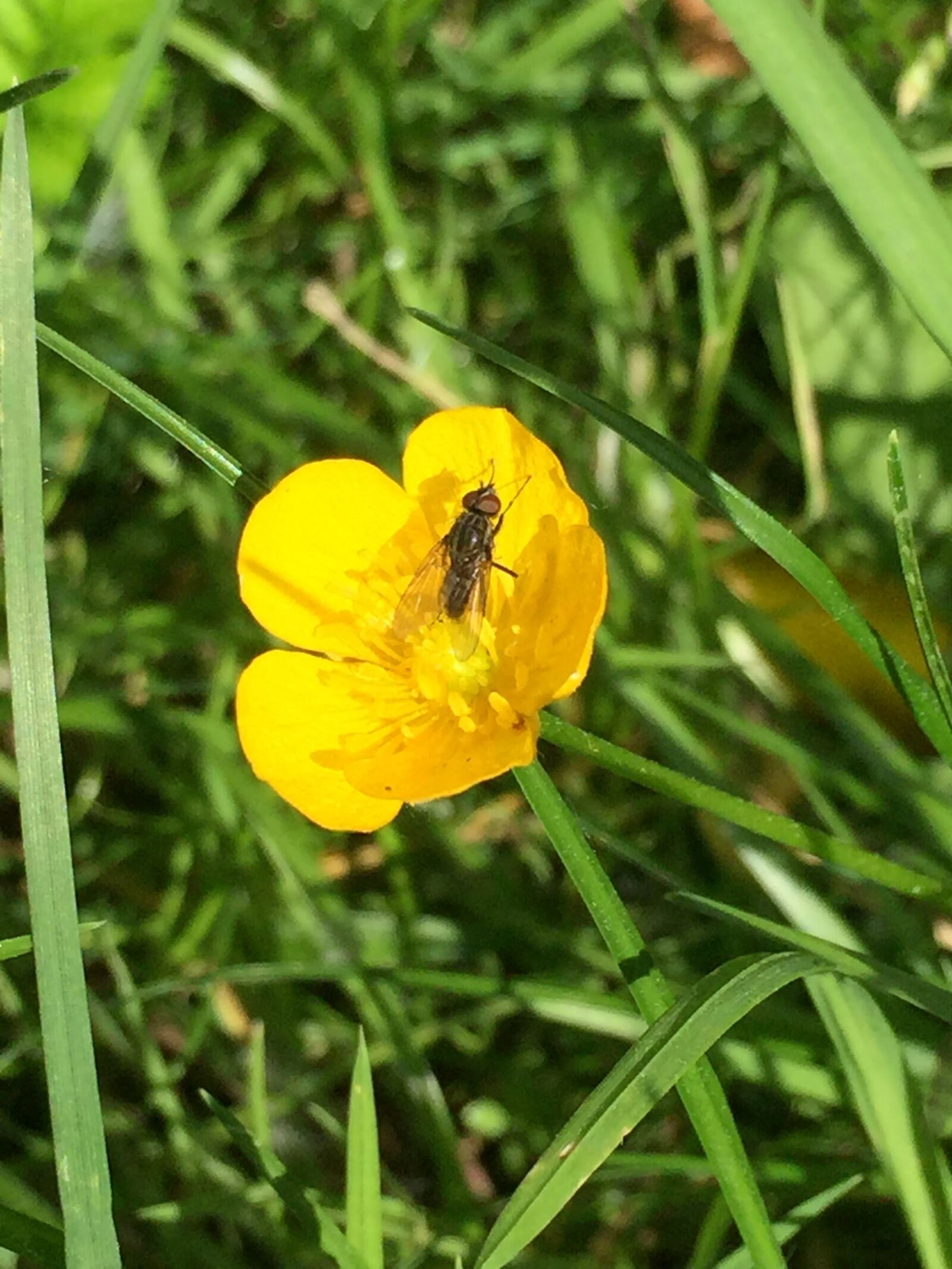 iPhone 6 Plus back camera 4.15mm f/2.2 sample photo. Yellow flower, mucha, spring photography
