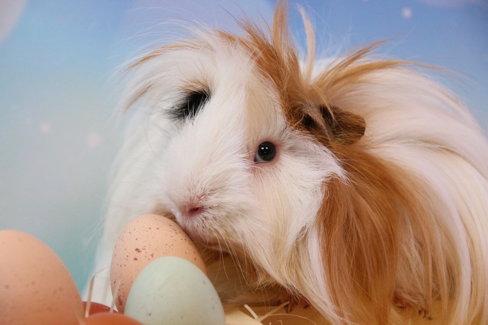 Canon EOS 700D (EOS Rebel T5i / EOS Kiss X7i) sample photo. Easter, guinea pig, rodent photography