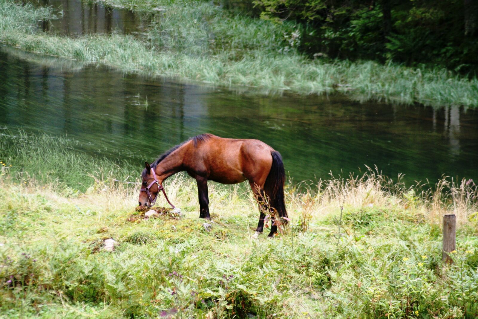 Canon EOS 350D (EOS Digital Rebel XT / EOS Kiss Digital N) sample photo. Horse, alm meadow, pasture photography
