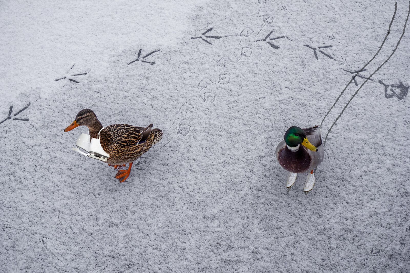 Sony a6000 sample photo. Ducks, ice, skates photography
