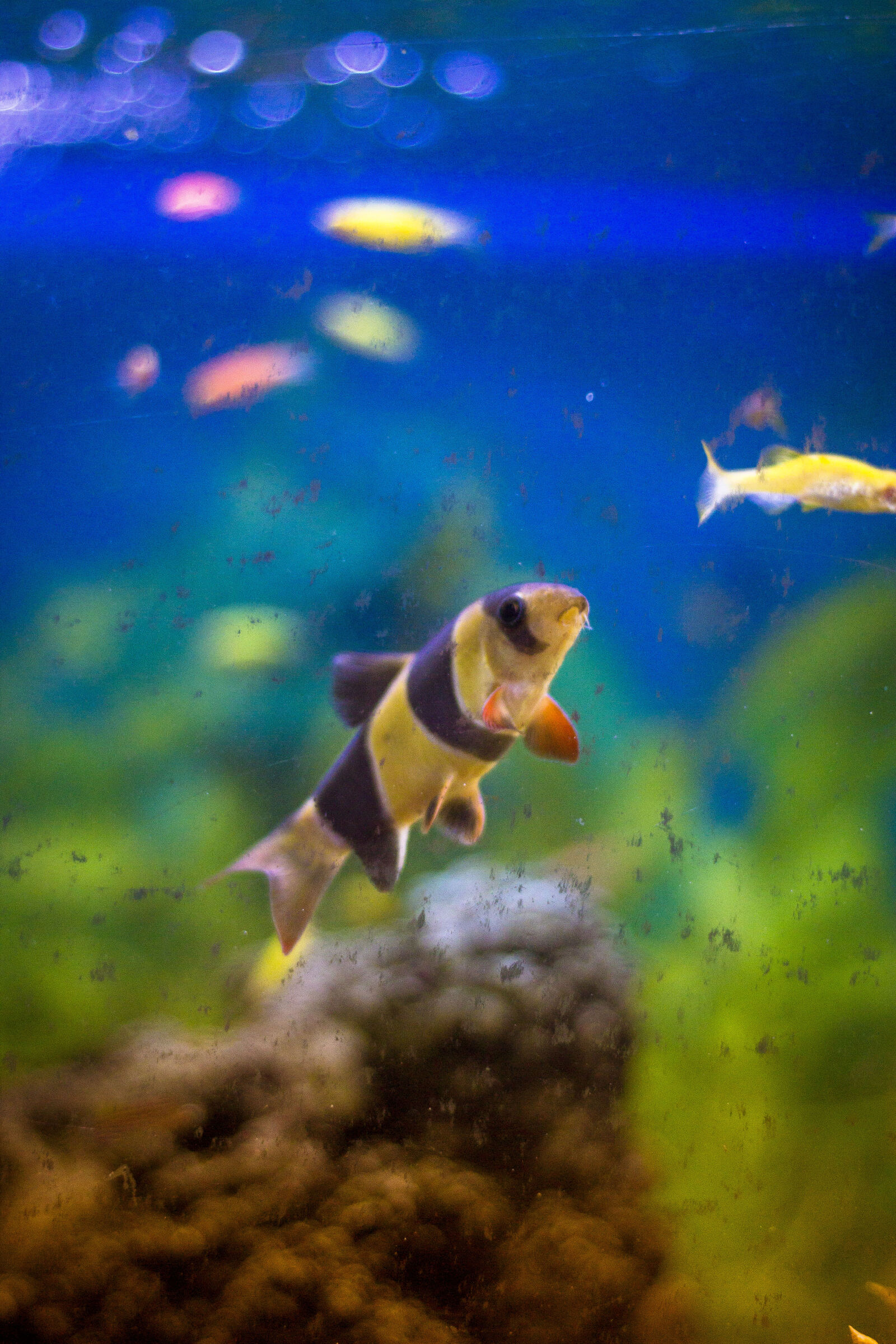 Canon EF 50mm F1.8 II sample photo. Animal, aquarium, aquatic, blue photography