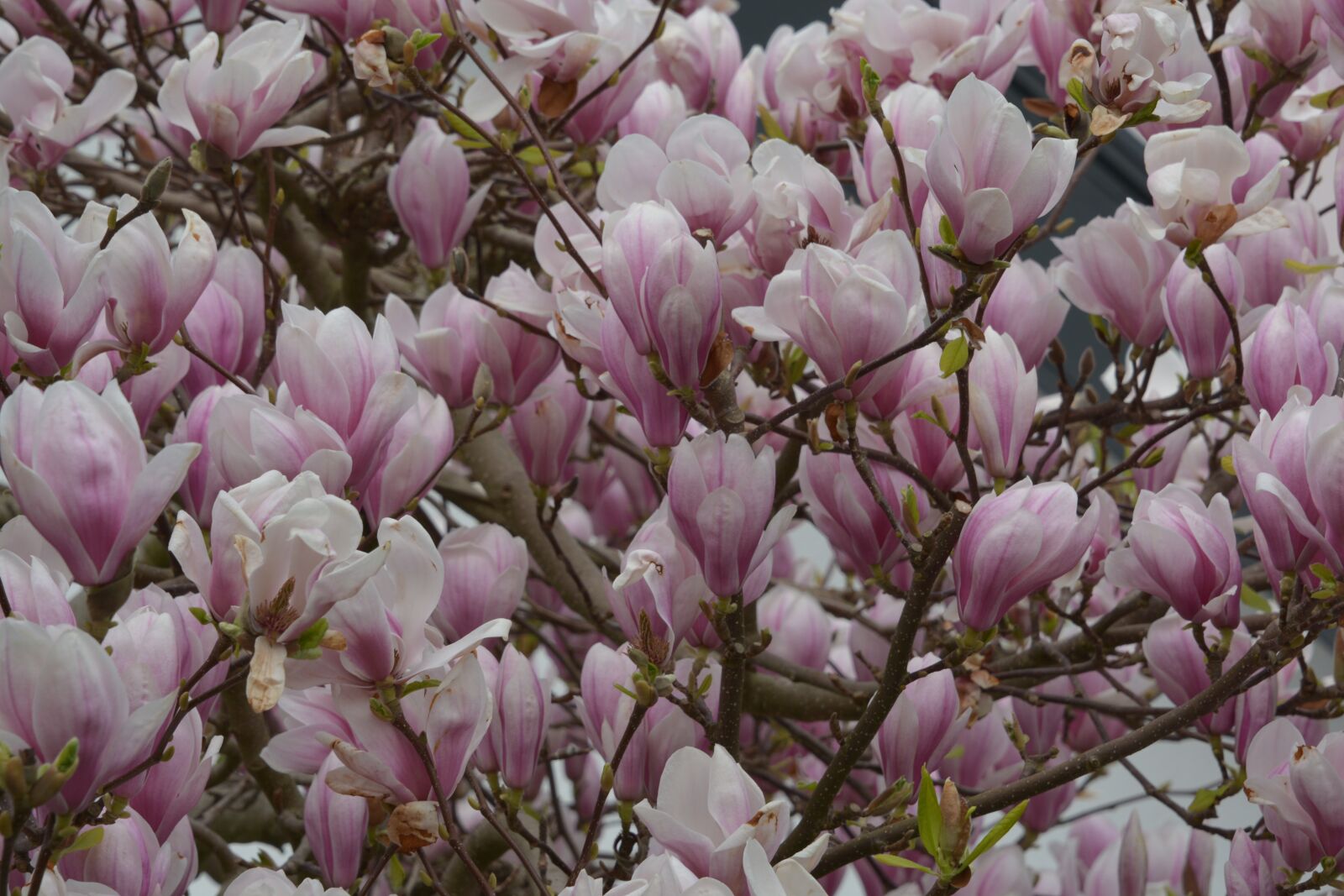 Nikon D5200 sample photo. Magnolia, flowers, spring photography