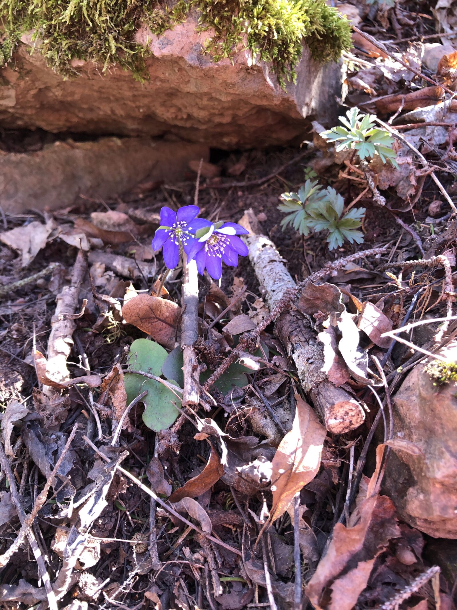 iPhone 8 Plus back dual camera 3.99mm f/1.8 sample photo. Blue anemone, sip, spring photography