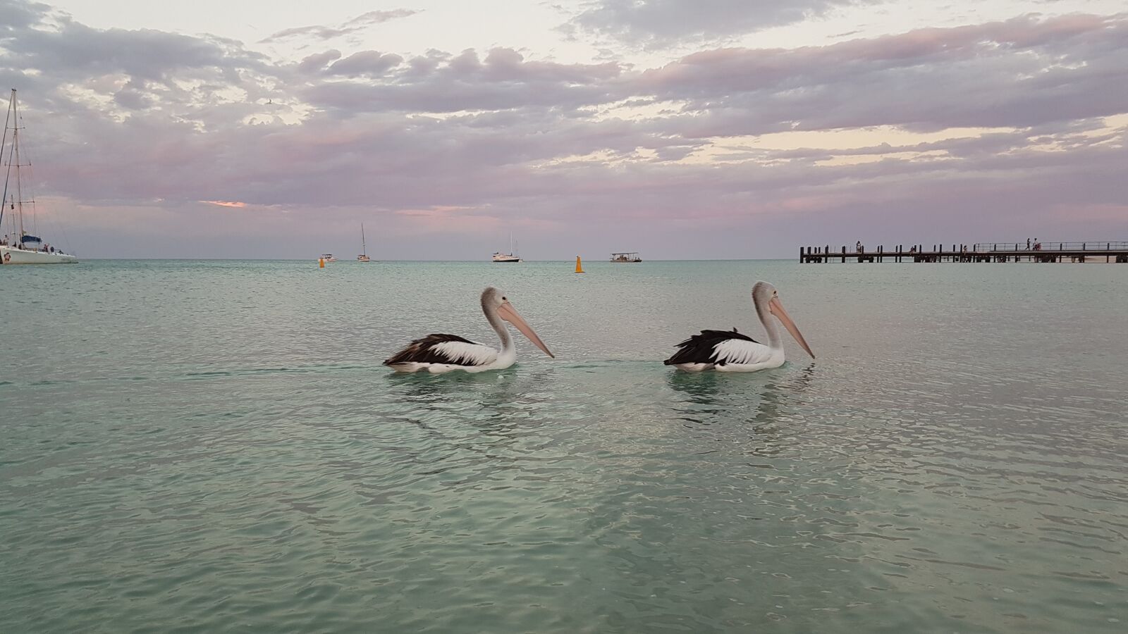 Samsung Galaxy S7 sample photo. Monkey mia, western australia photography