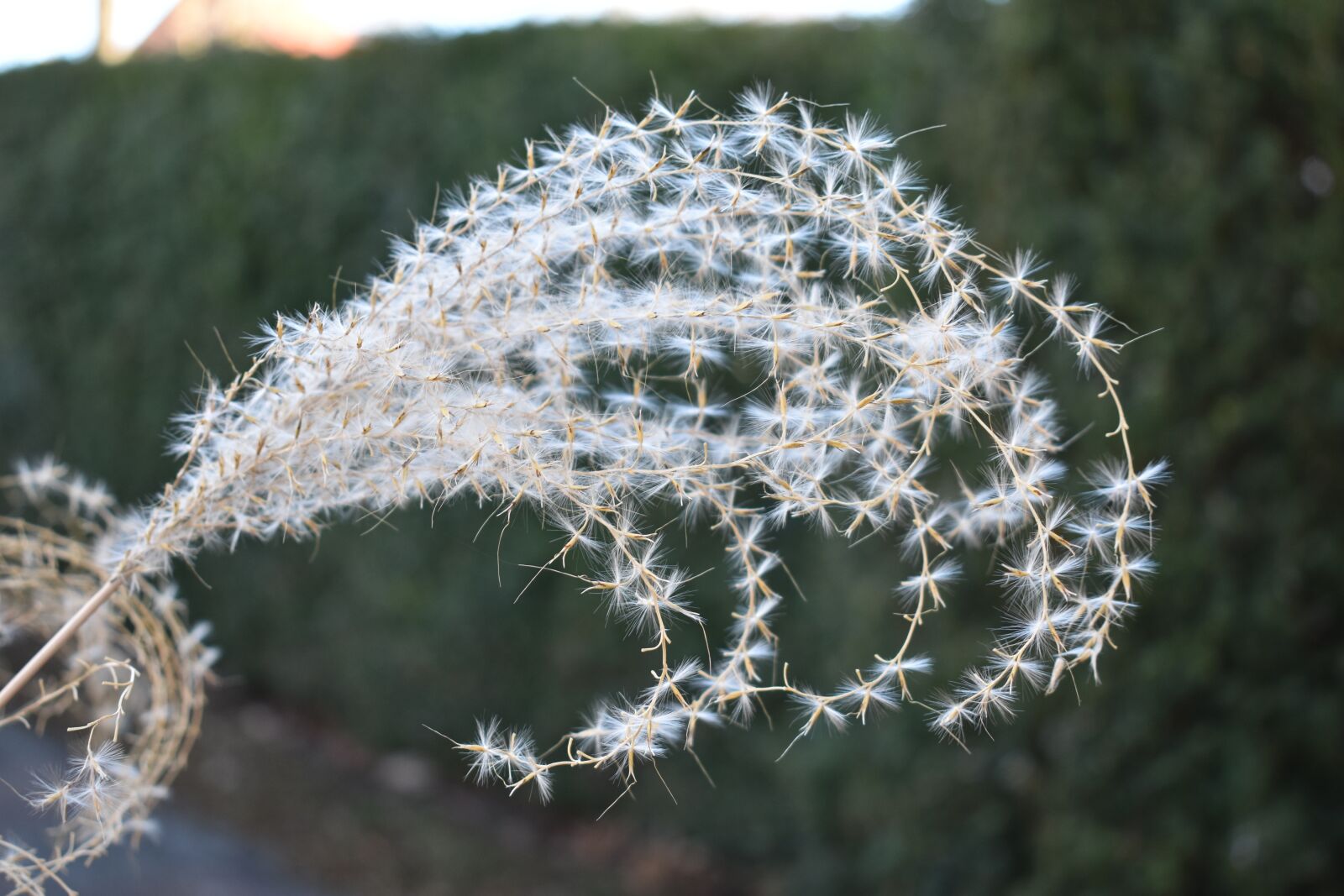 Nikon D3400 sample photo. Grasses, grass, nature photography