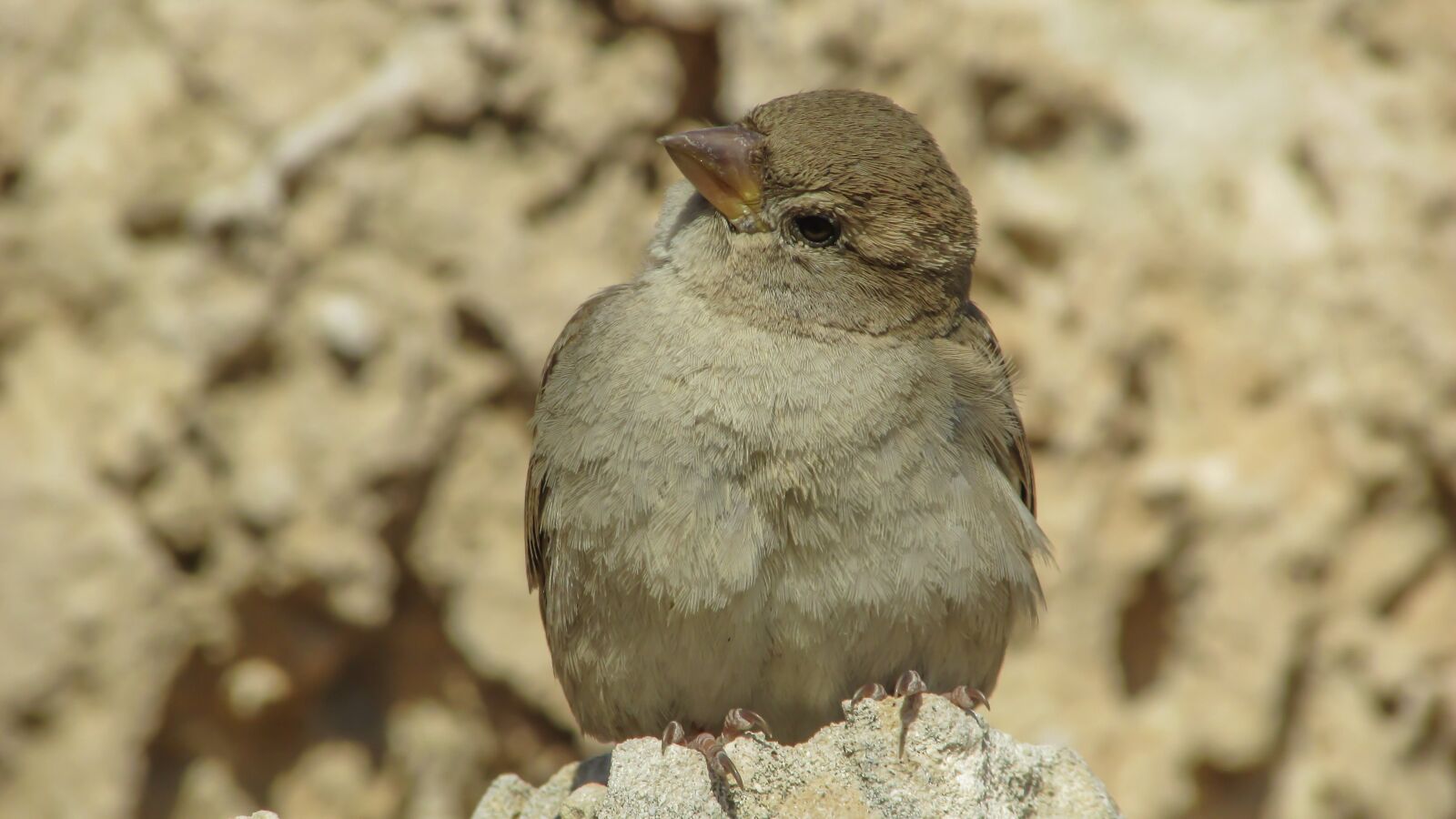 Canon PowerShot SX400 IS sample photo. Sparrow, bird, wildlife photography