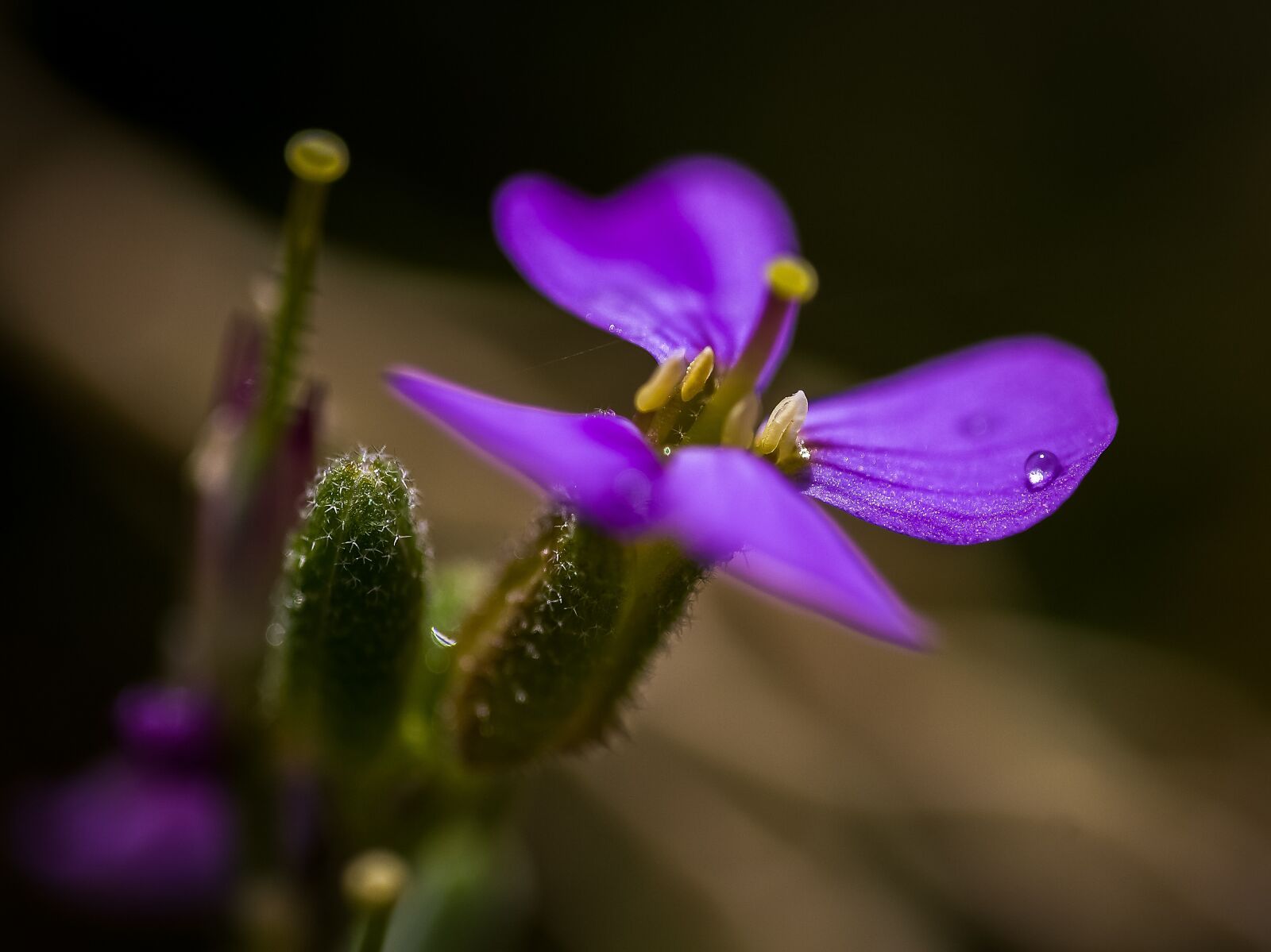 Canon EF 180mm F3.5L Macro USM sample photo. Flower, purple, nature photography