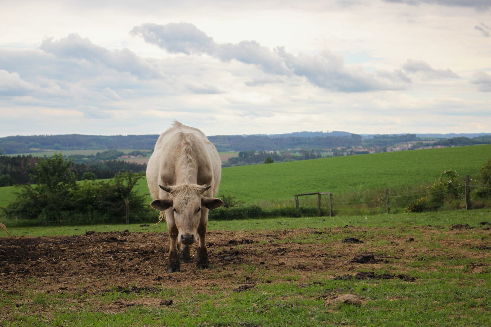 Canon EOS 600D (Rebel EOS T3i / EOS Kiss X5) sample photo. Cow, beef, cattle photography