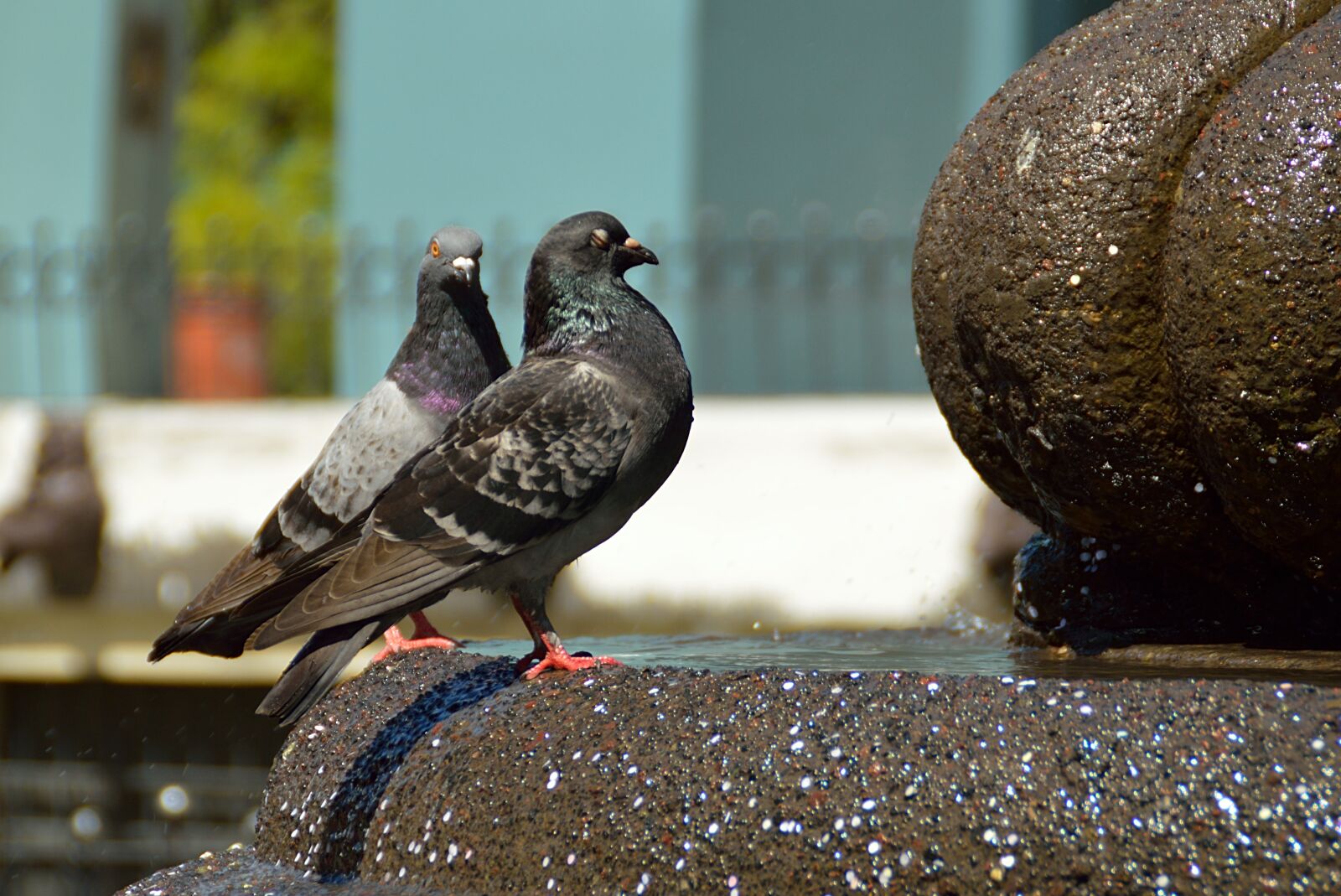 Nikon D3200 sample photo. Paloma, ave, animals photography